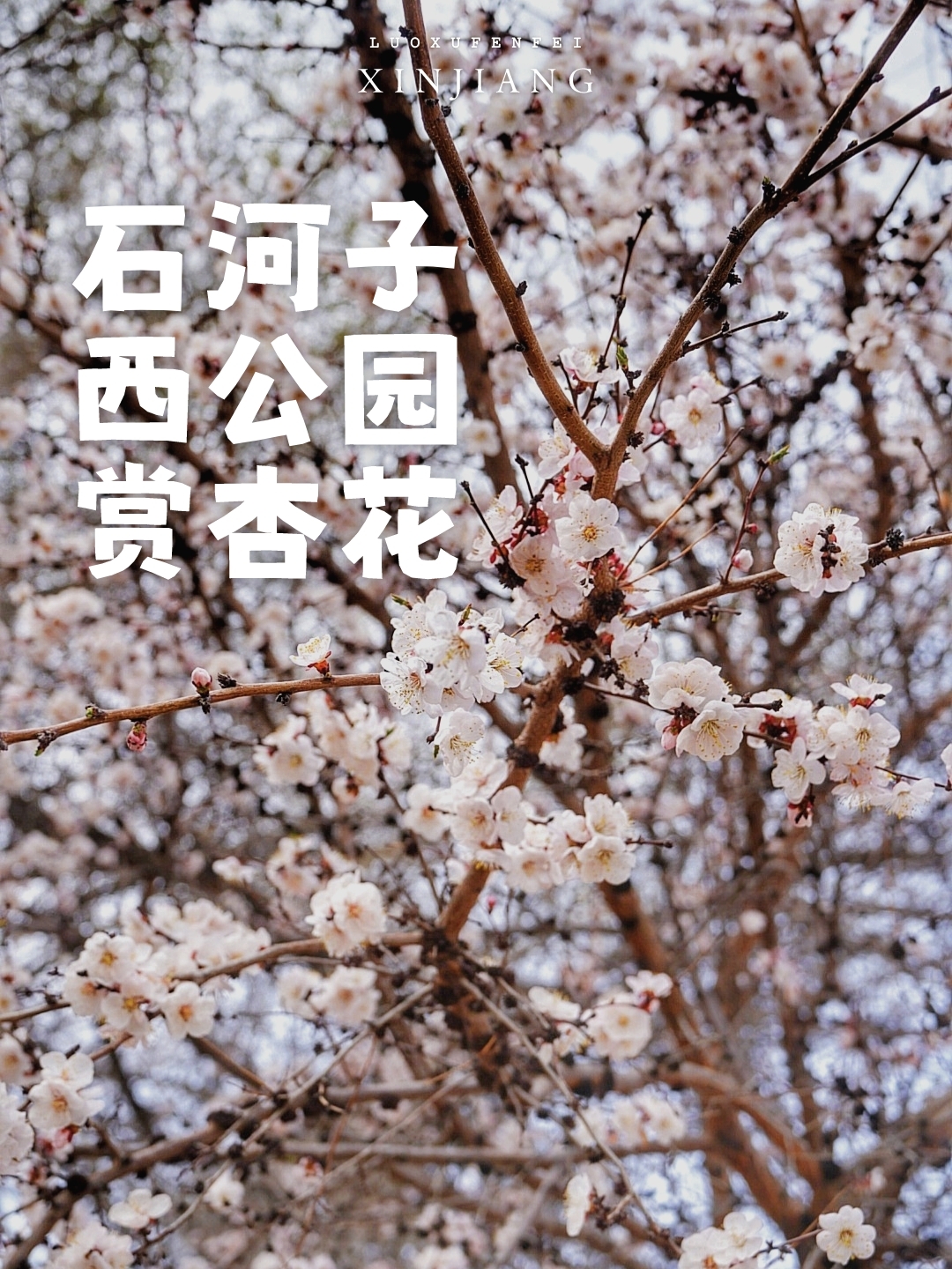 新疆春日赏花攻略！一起去石河子西公园看杏花吧！