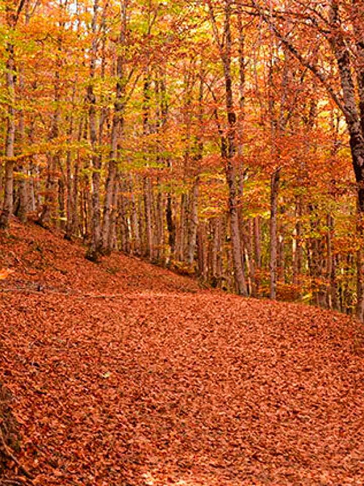 “美拉德”色彩，就在秋天的卡斯蒂亚拉曼恰