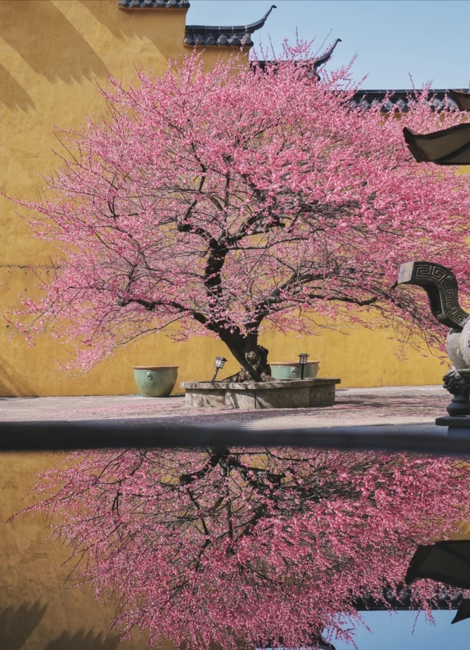 一树花开🌸惊艳了整个江南的春天