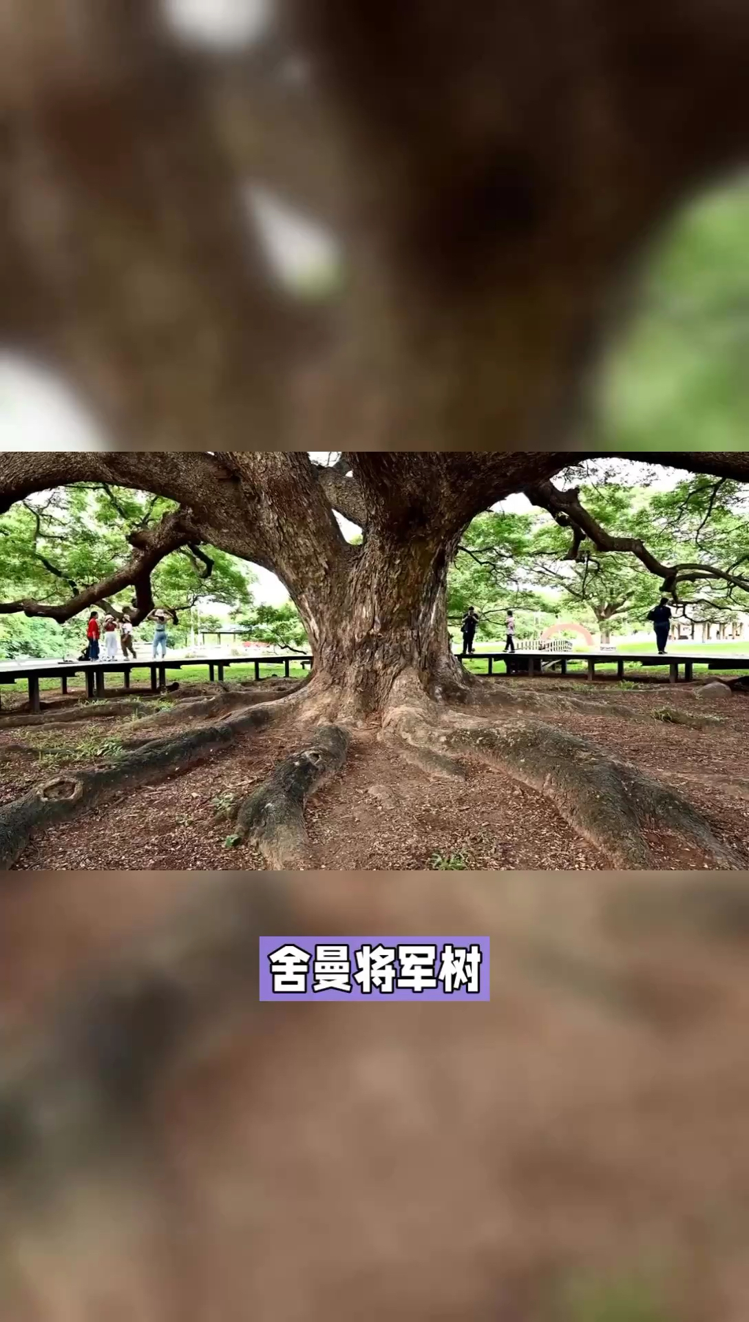 舍曼将军树：世界最大生物的千年见证
