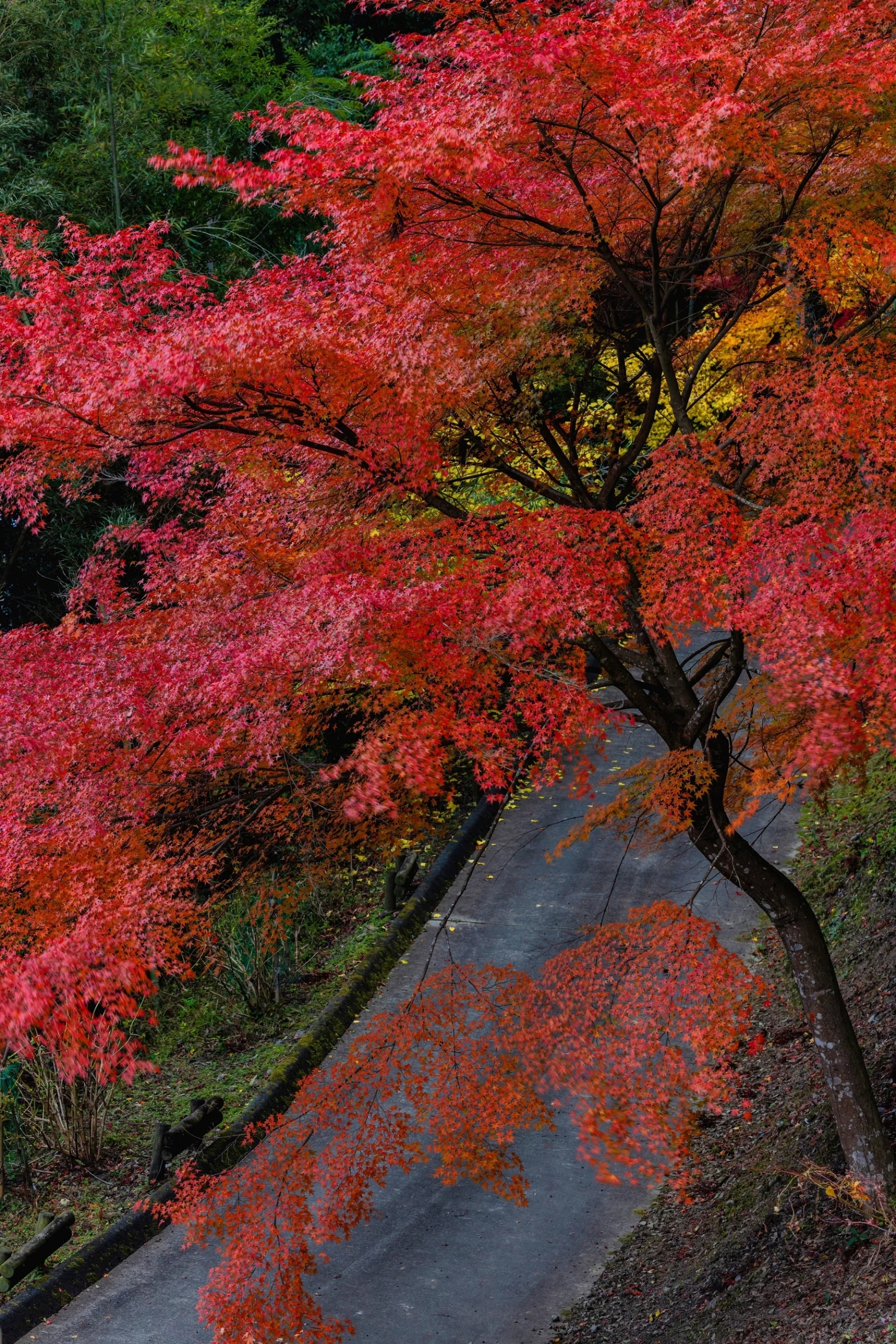京都红叶小众景点中的小众:积善寺