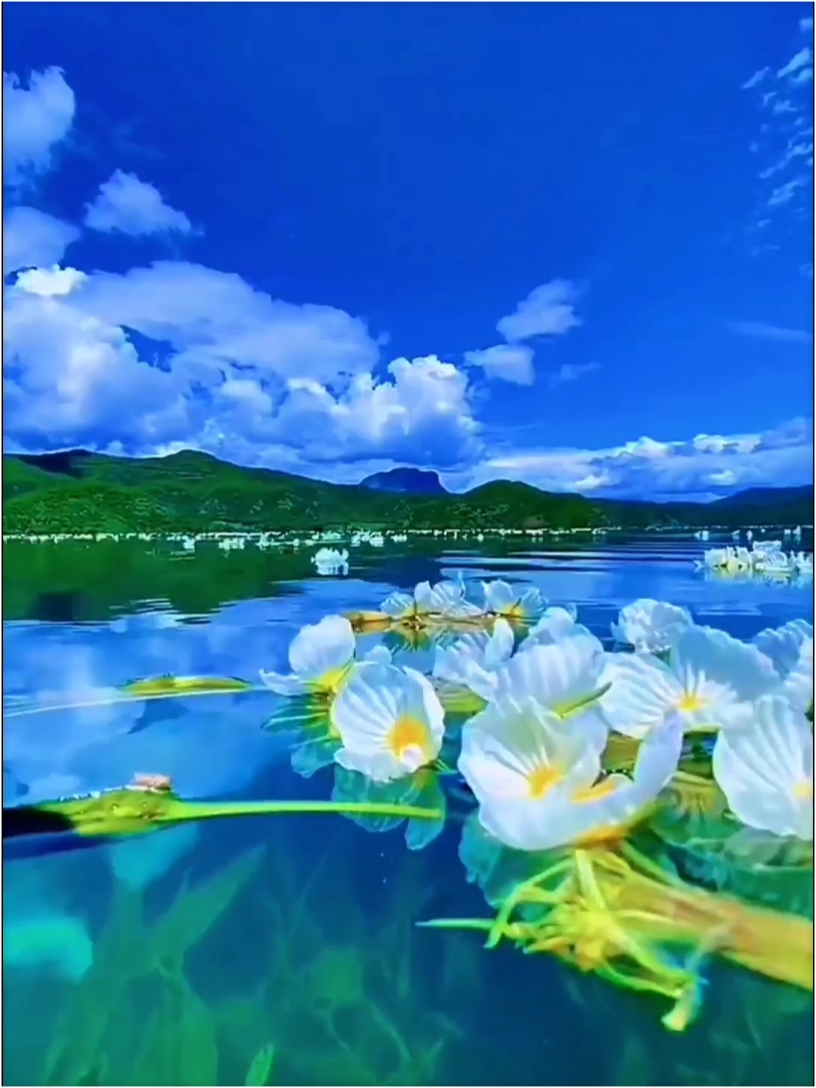 你知道沪沽湖的“水性杨花”吗？