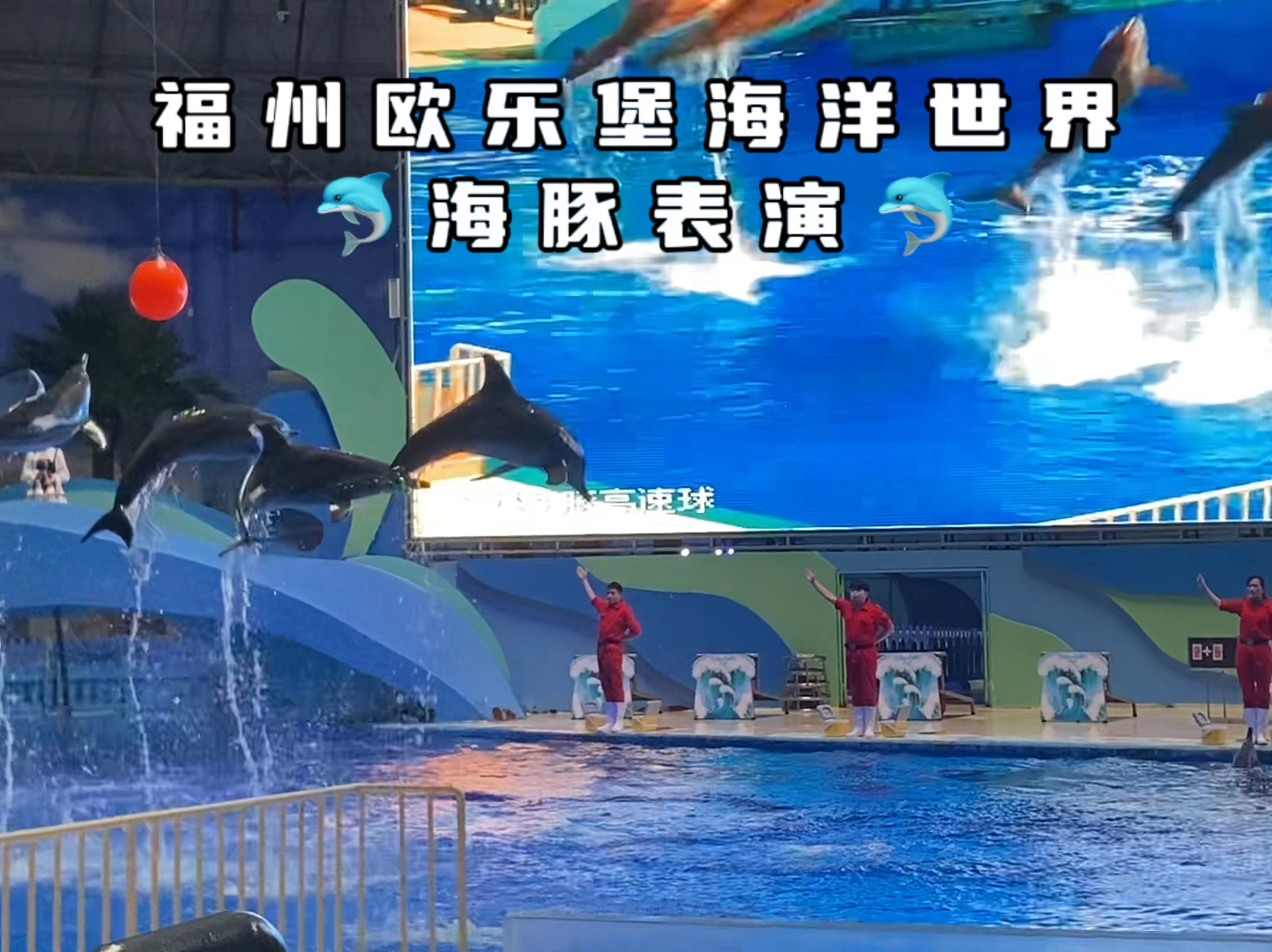 福州欧乐堡海洋世界海豚表演，360度旋转，群体跳跃，互动顶球。  #看一场特色表演 #周末去哪儿