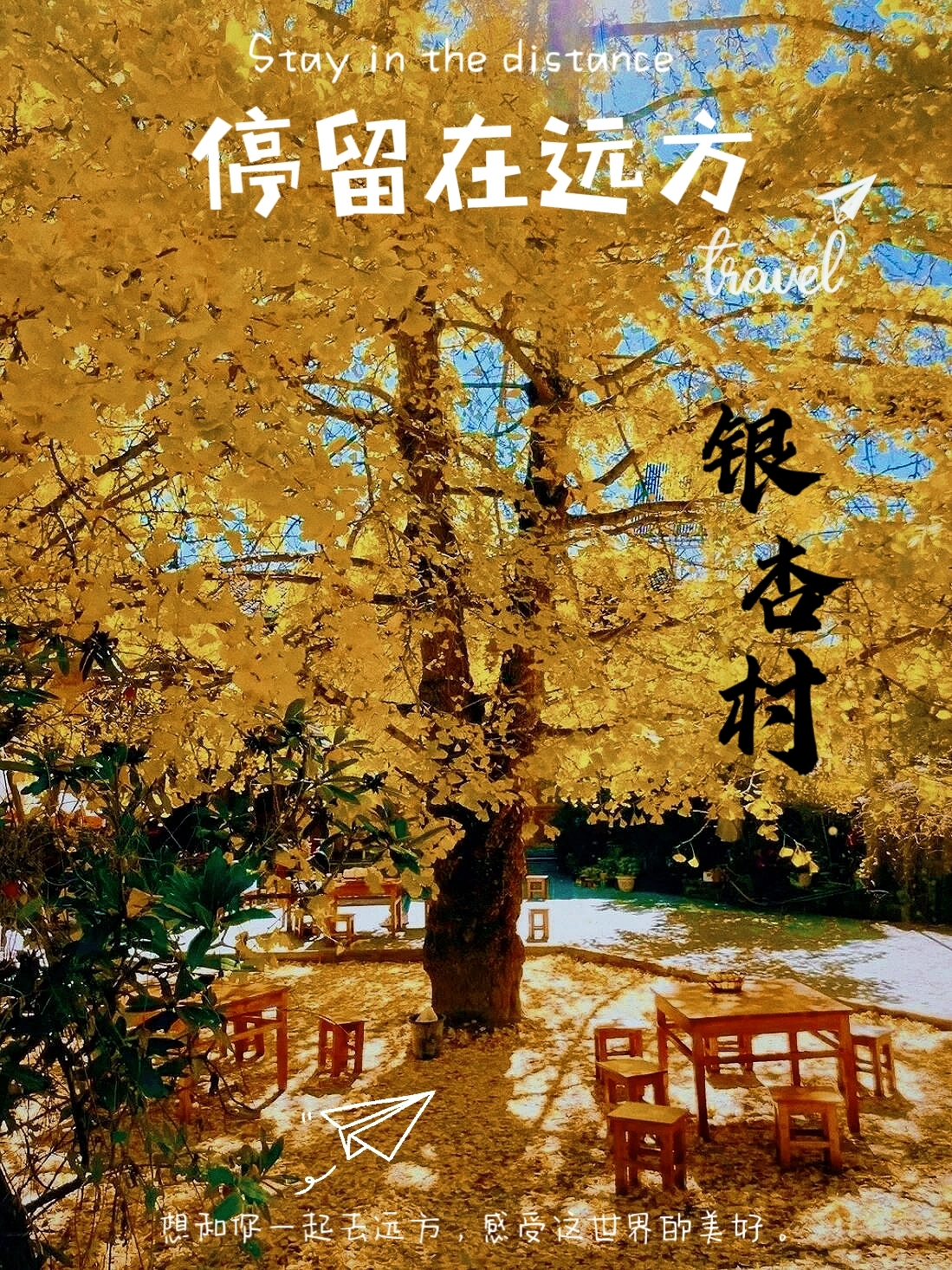 🍂 腾冲银杏村 | 漫步金色世界，体验秋日童话 🌟🏡