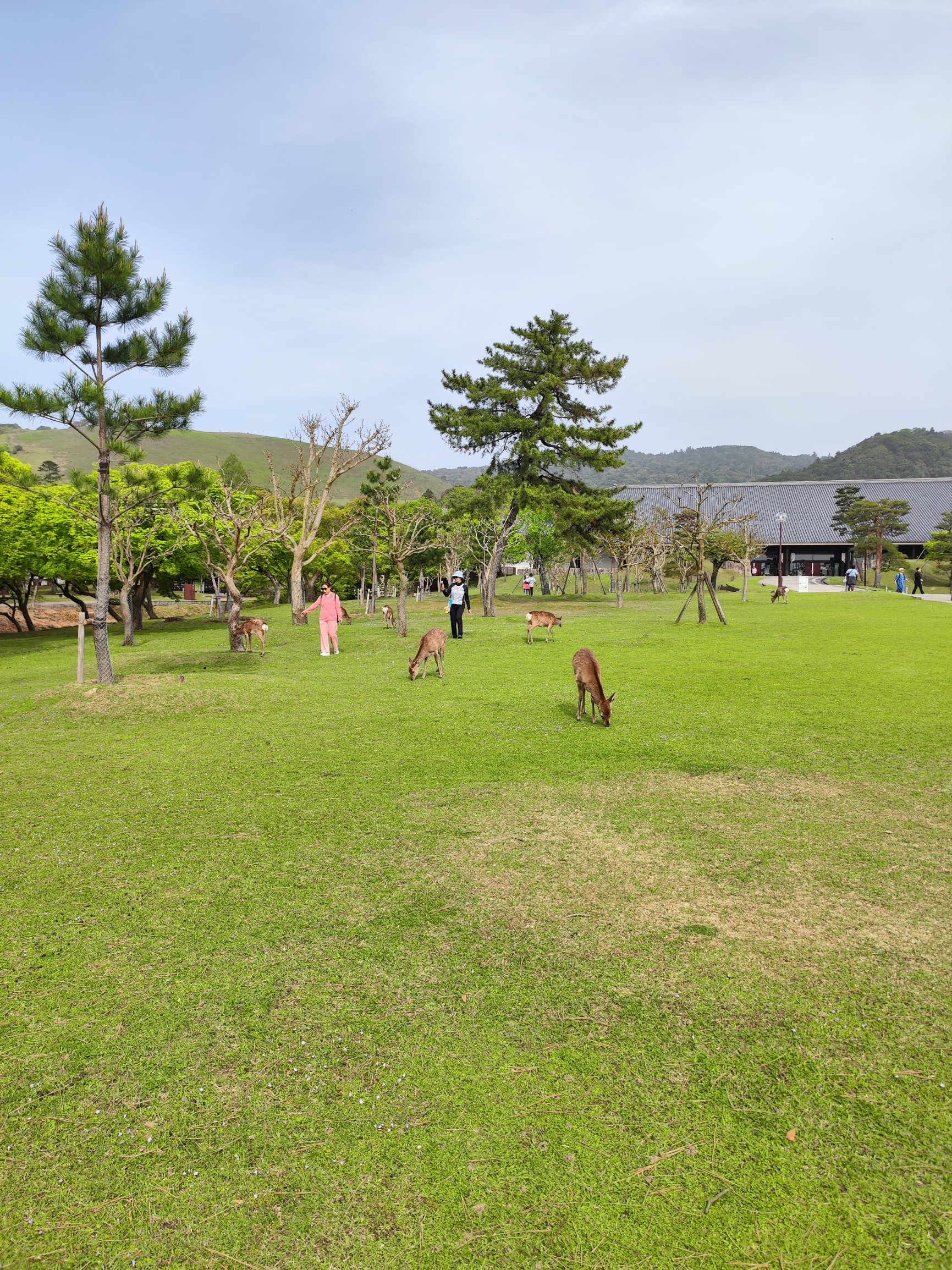奈良公园是一个自然风光和历史古迹融合的公园。里面的东大寺（大华严寺）是世界文化遗产。若草山优美如画，
