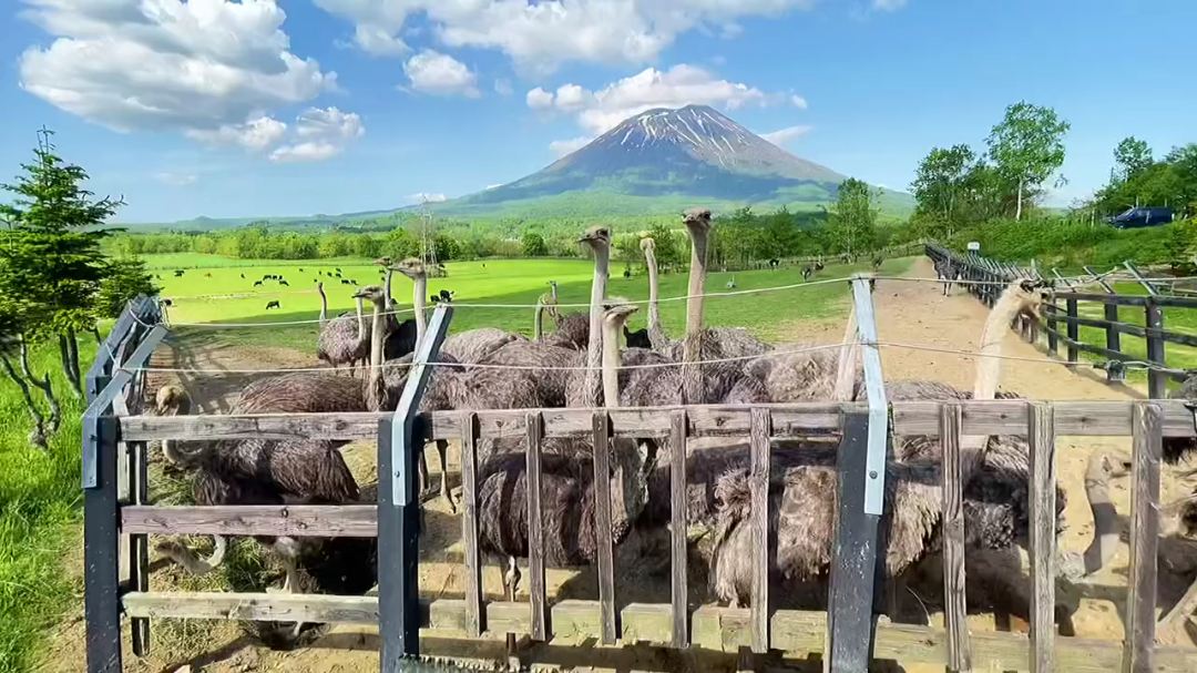 日本百名山之一·羊蹄山