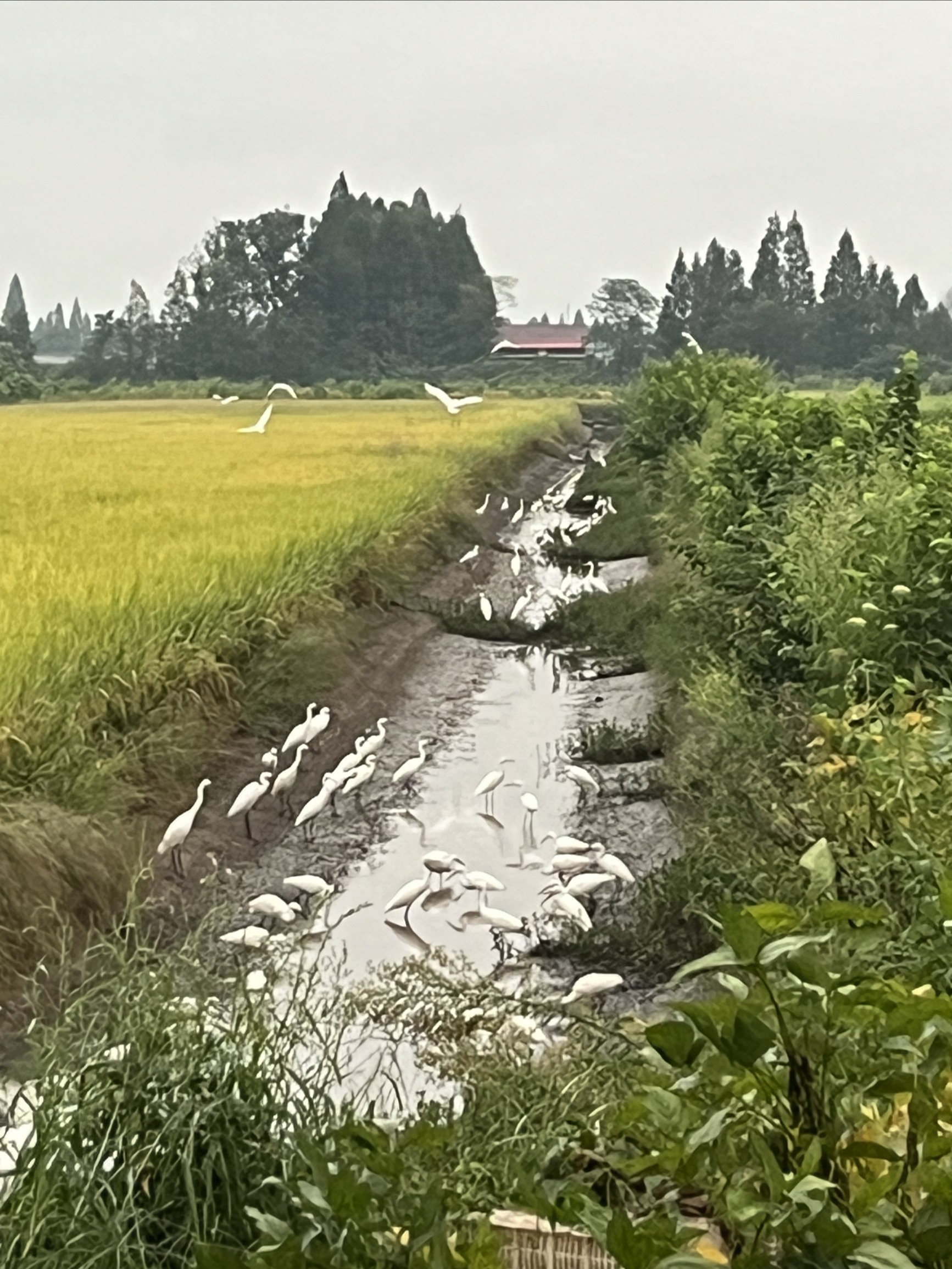 益阳南县自然风景