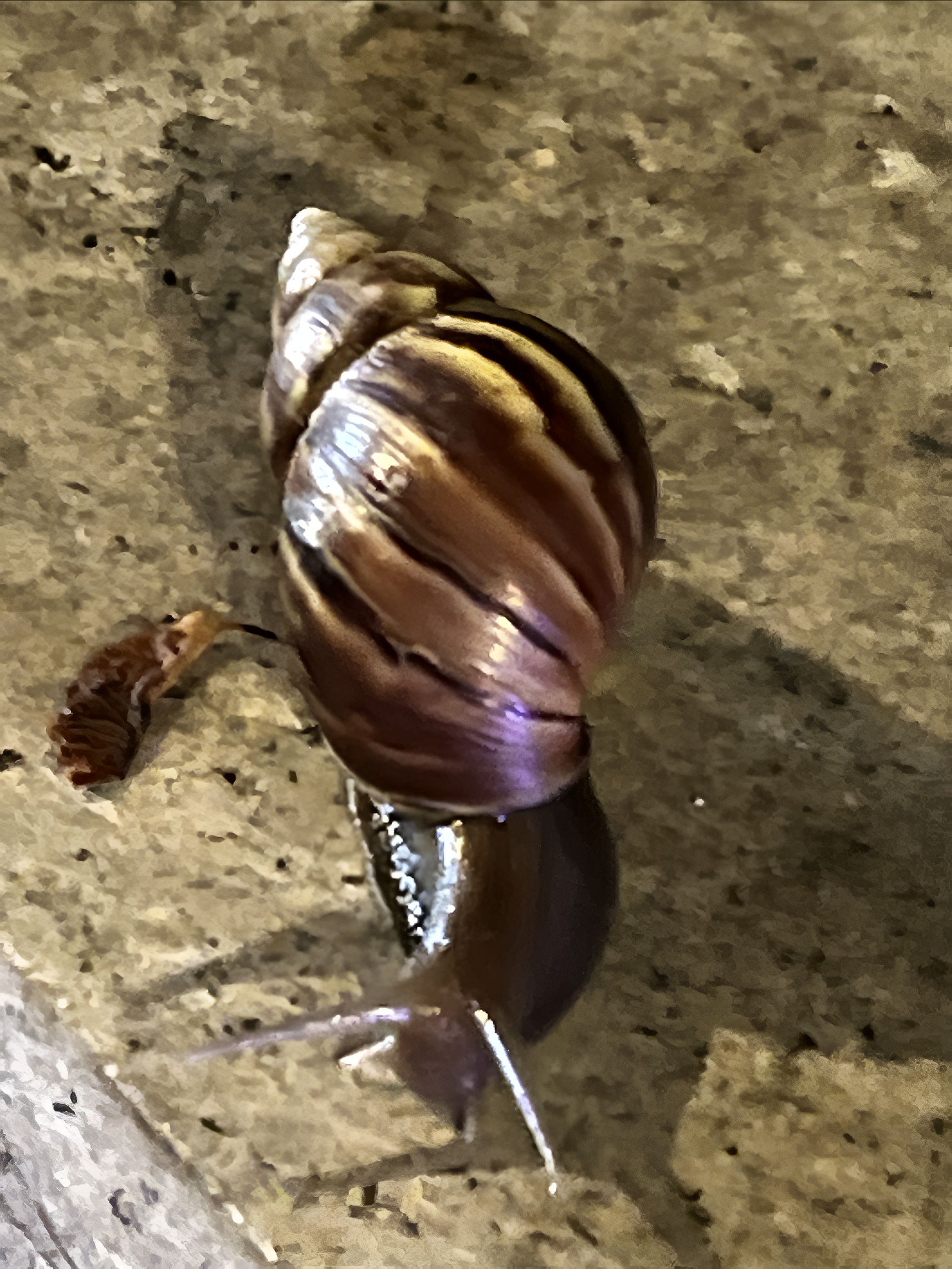 珠海公园的大蜗牛