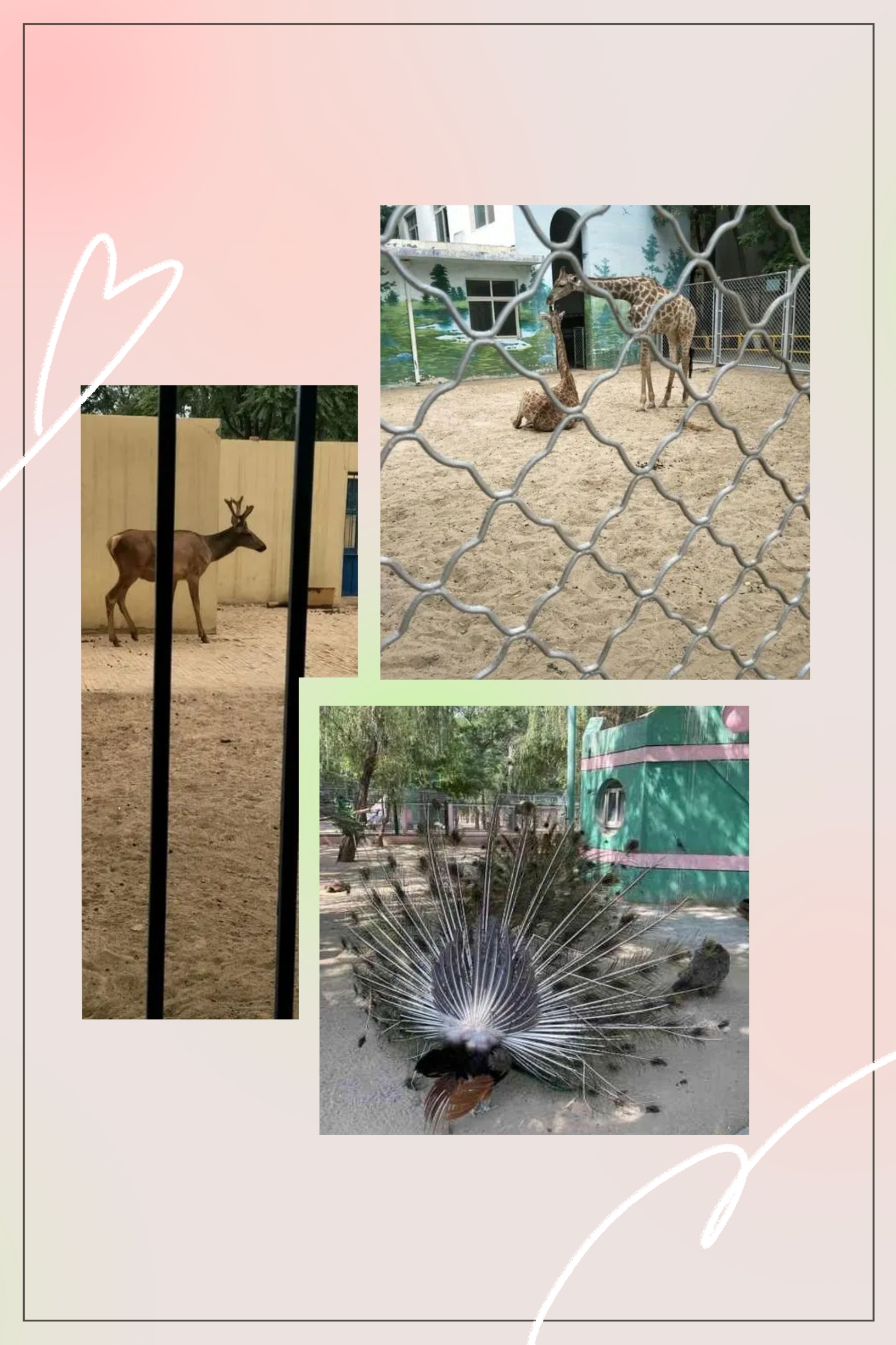 银川动物园：与动物共享的自然乐章