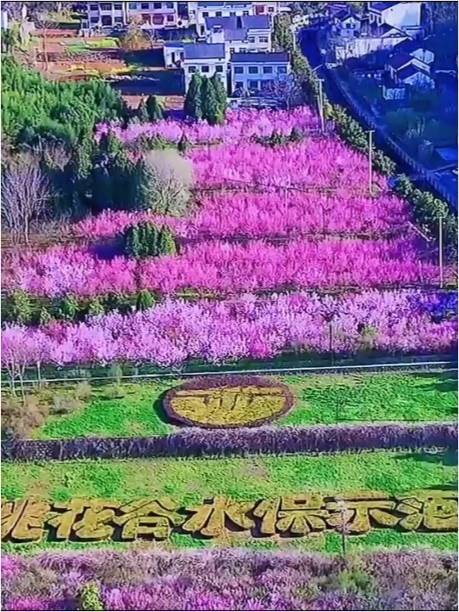 丹凤桃花节将于3月28日在竹林关桃花仙子广场盛大开幕！