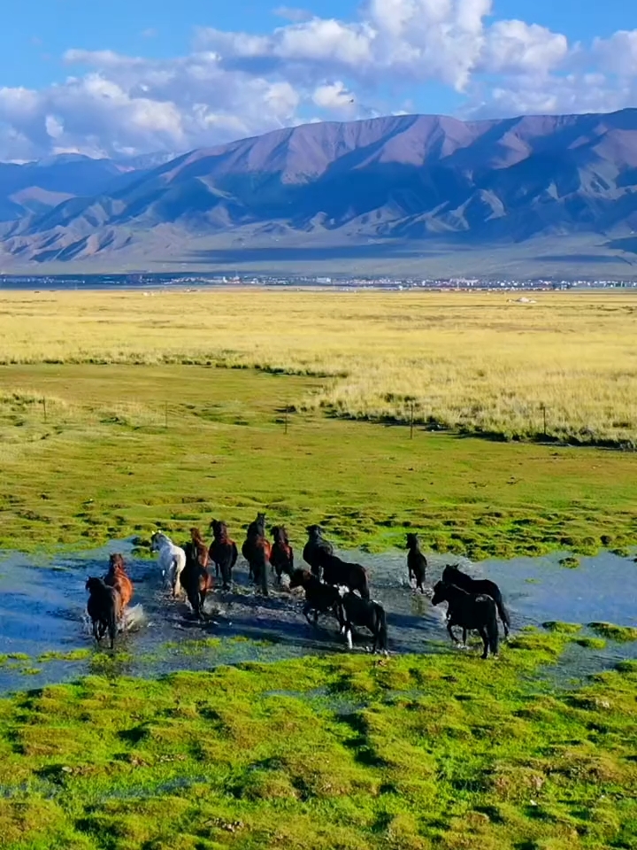 新疆三大草原之一巴里坤草原，你必须要安排一场，我在这里等你，