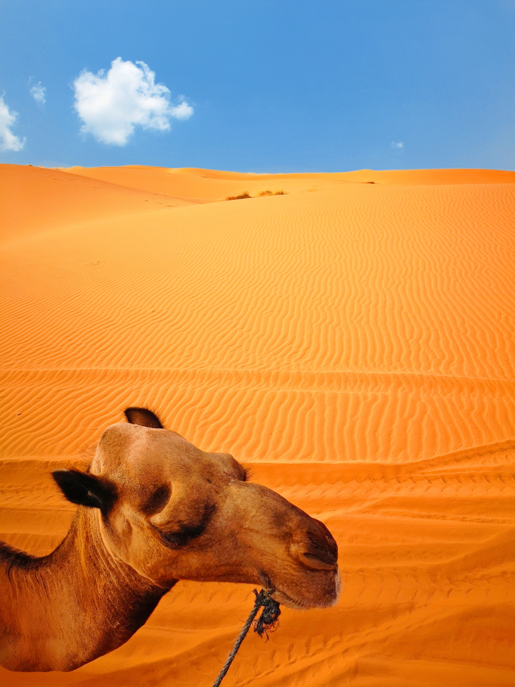 我不是三毛，却爱上了撒哈拉💘荒漠变摄影天堂，太出片啦🥳