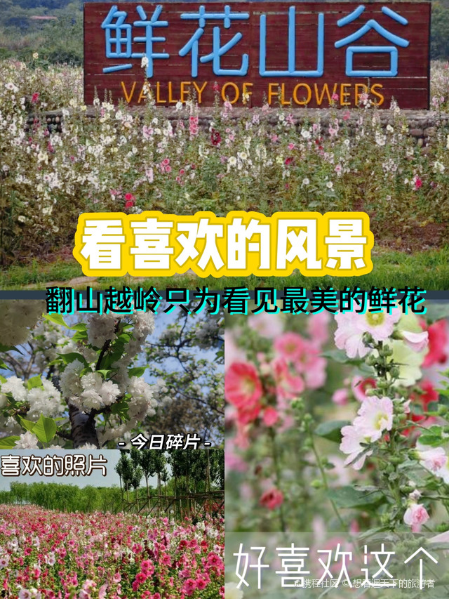 探秘花香四溢的山谷_金堂鲜花山谷-中国蜀葵之乡玩法