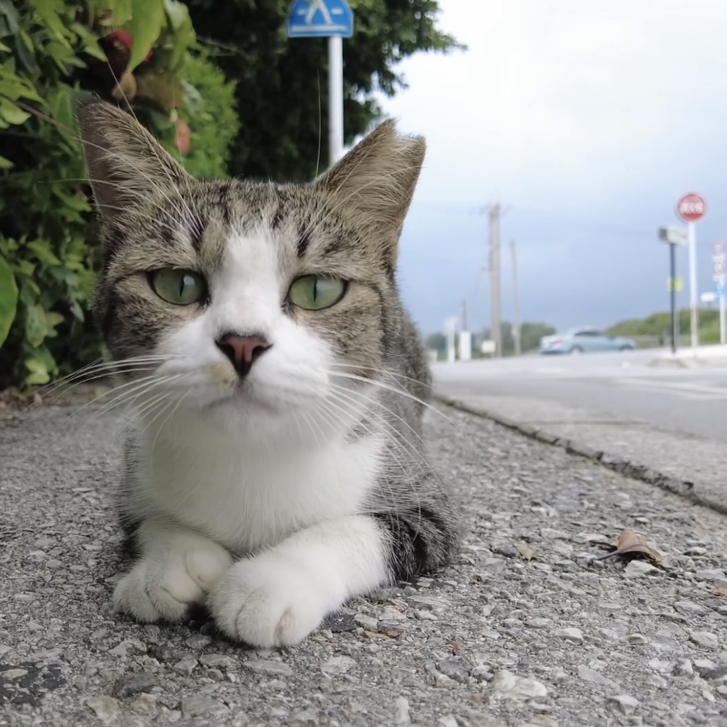 冲绳南部奥武岛，撸猫爱好者天堂