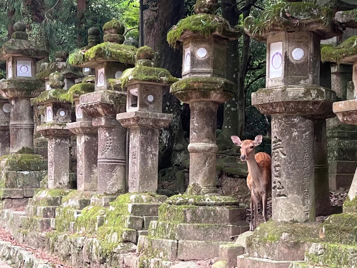 儿子儿媳去了日本奈良，跟小鹿一起玩儿，多自然！
