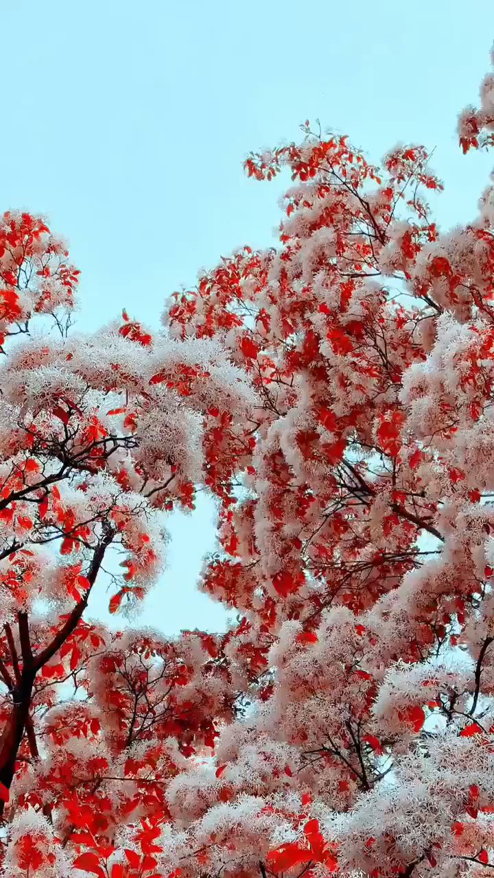 一定是上帝不小心打翻了调色盘，把世间最美的颜色都洒在大地上#上帝打翻的调色盘