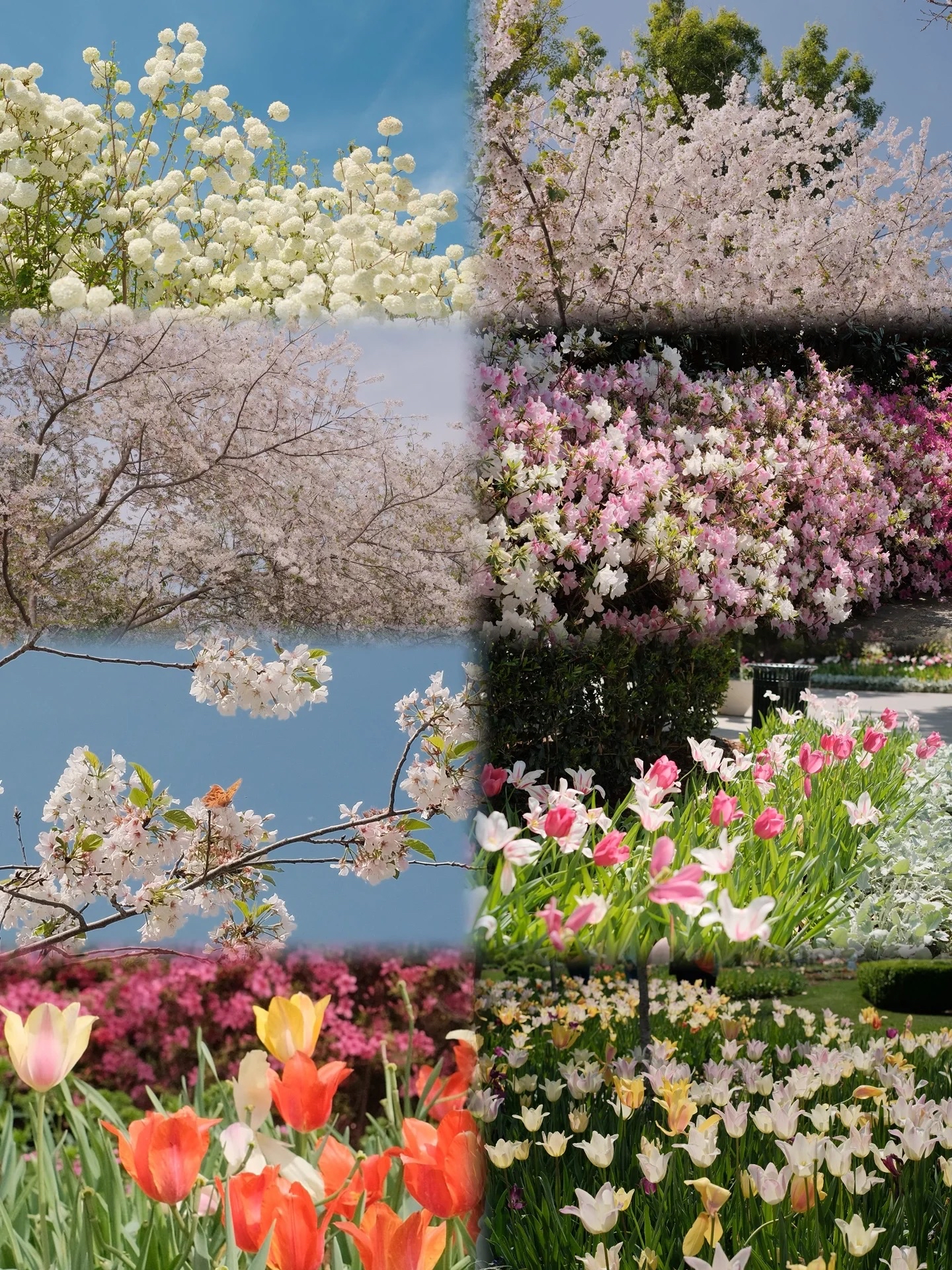 #春天玩点花的  达拉斯植物园樱花已盛开 (好久没更新了 樱花盛开啦风一吹就落下花瓣雨 很美 达拉斯