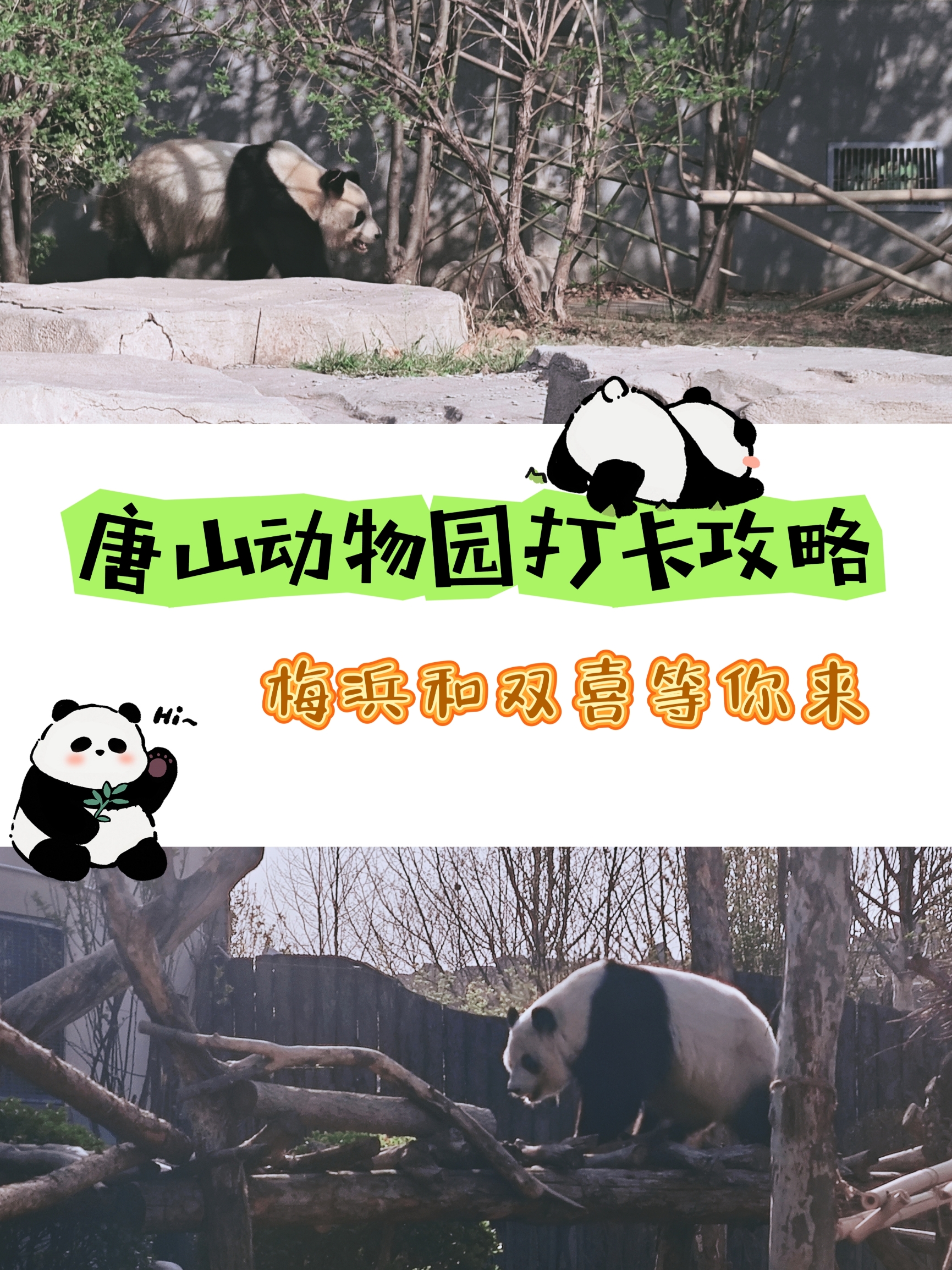 唐山｜逛动物园是件正经事