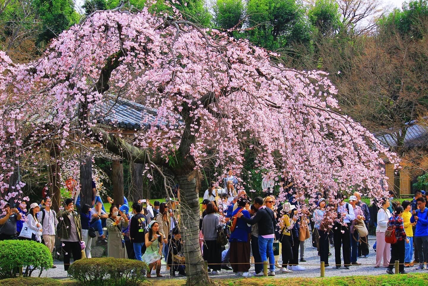 京都的樱花🌸3.30实况