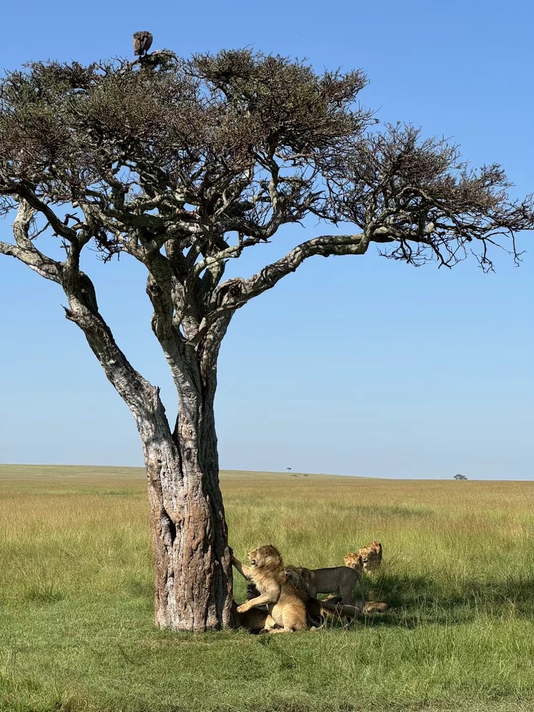 肯尼亚🇰🇪野生动物园随拍 肯尼亚·非洲
