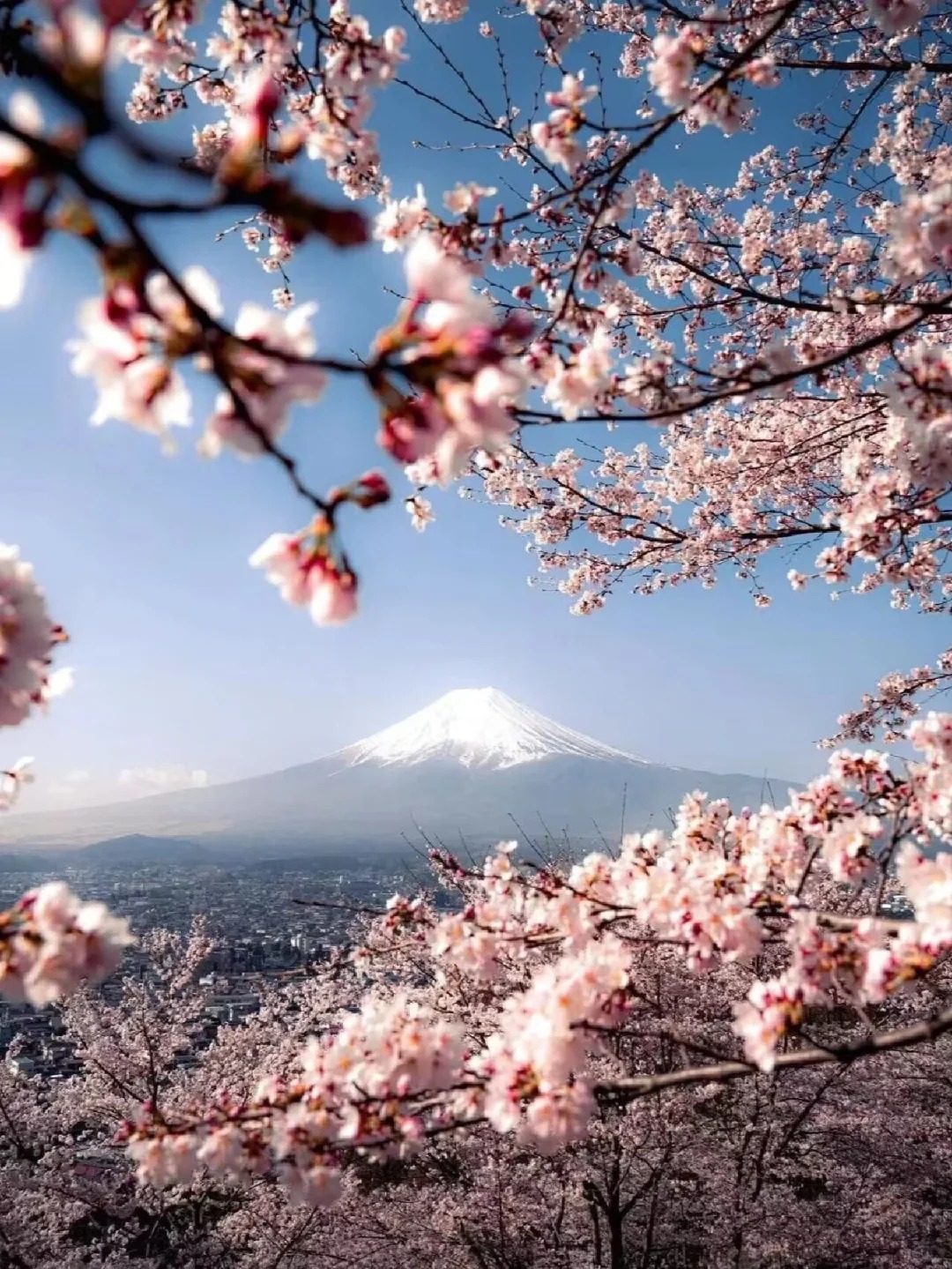 📢新仓山浅间公园樱花祭来啦🌸富士山✅