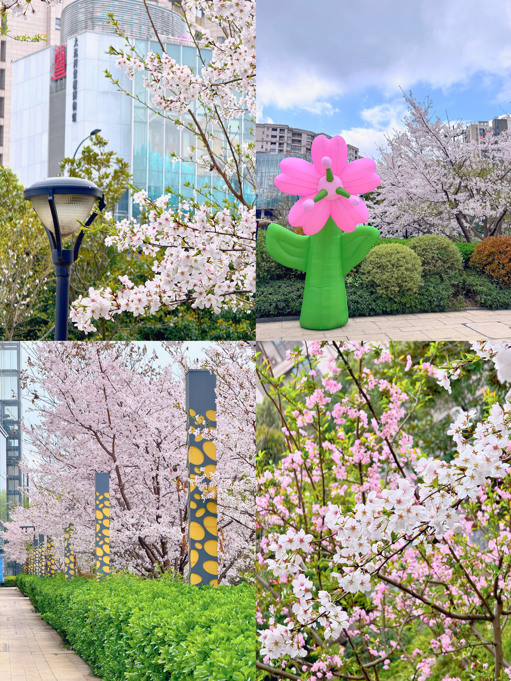 别去良渚赏樱了！这里的樱花人少景美又好拍！