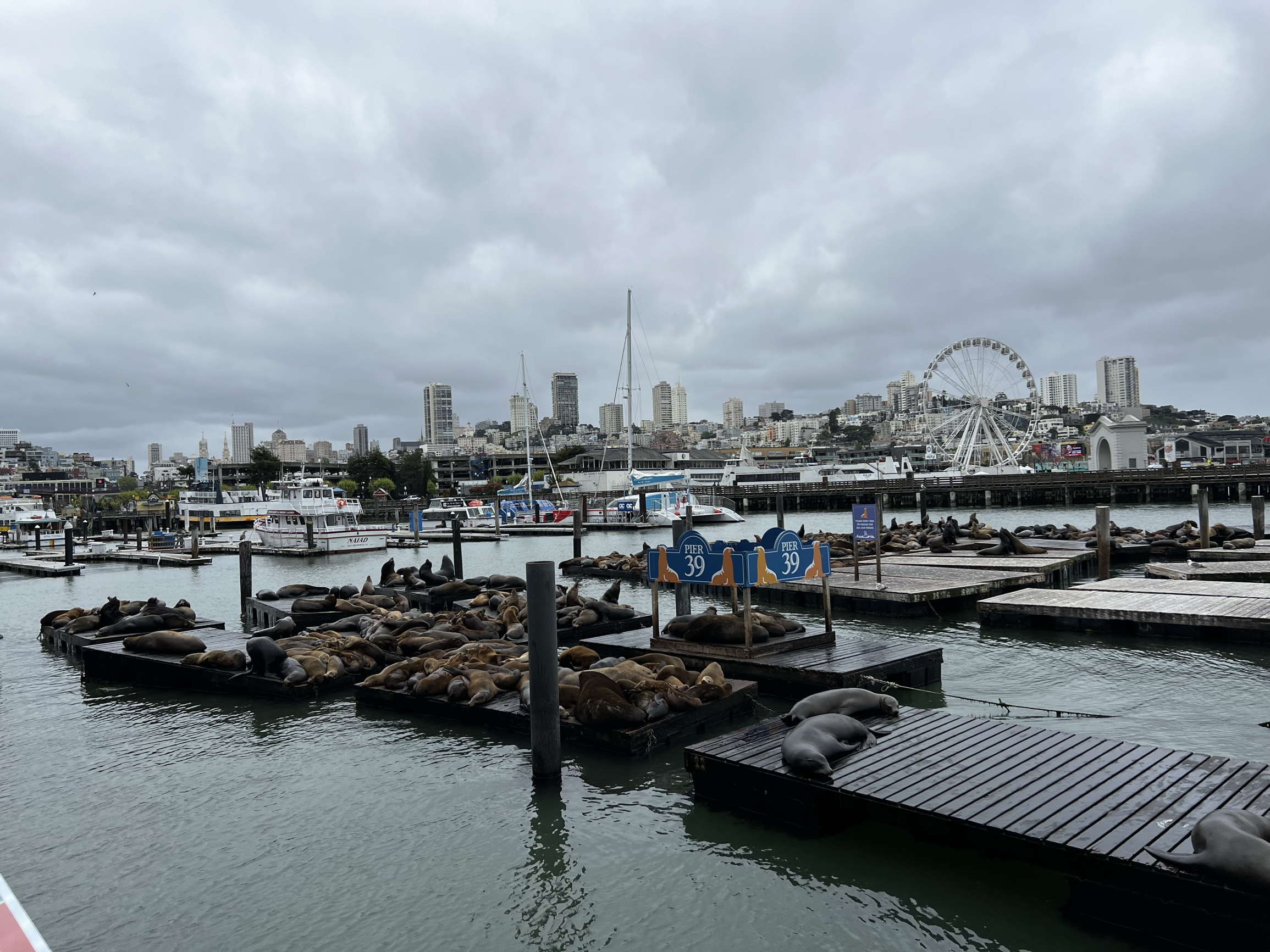 旧金山打卡必去地-海狮码头