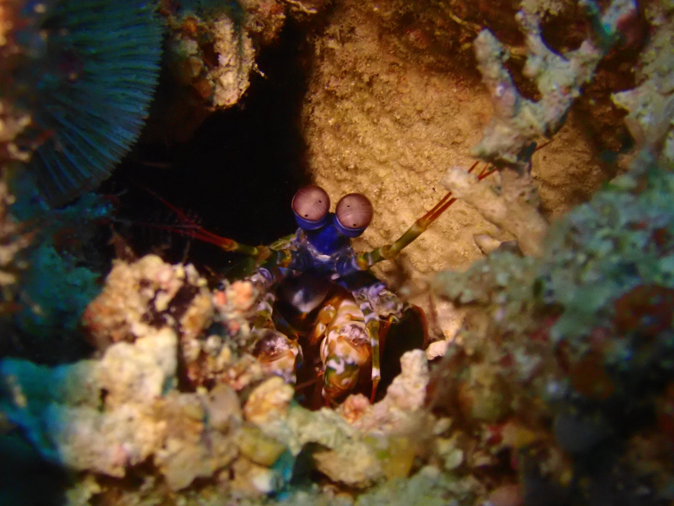 去海底看真正的皮皮虾