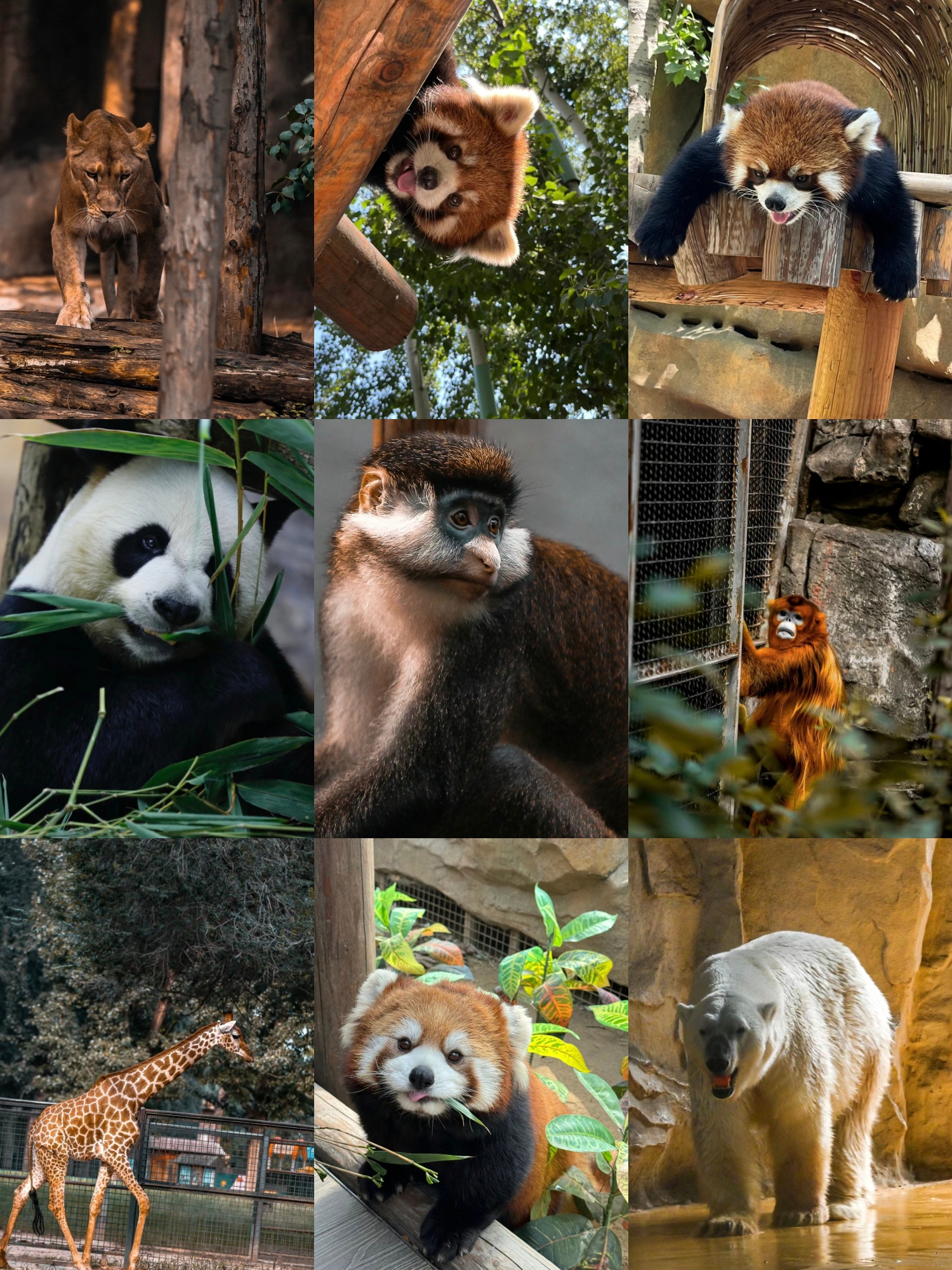 五一来北京动物园看超级可爱的小熊猫吧