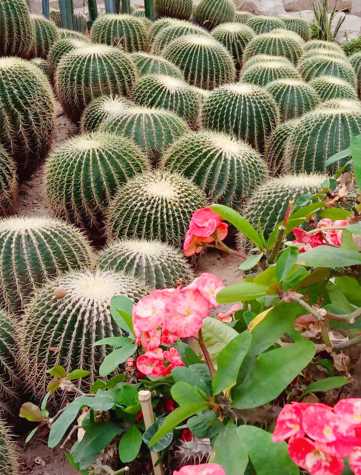 山花之美——最极致的浪漫是在沙漠中建一座植物园！