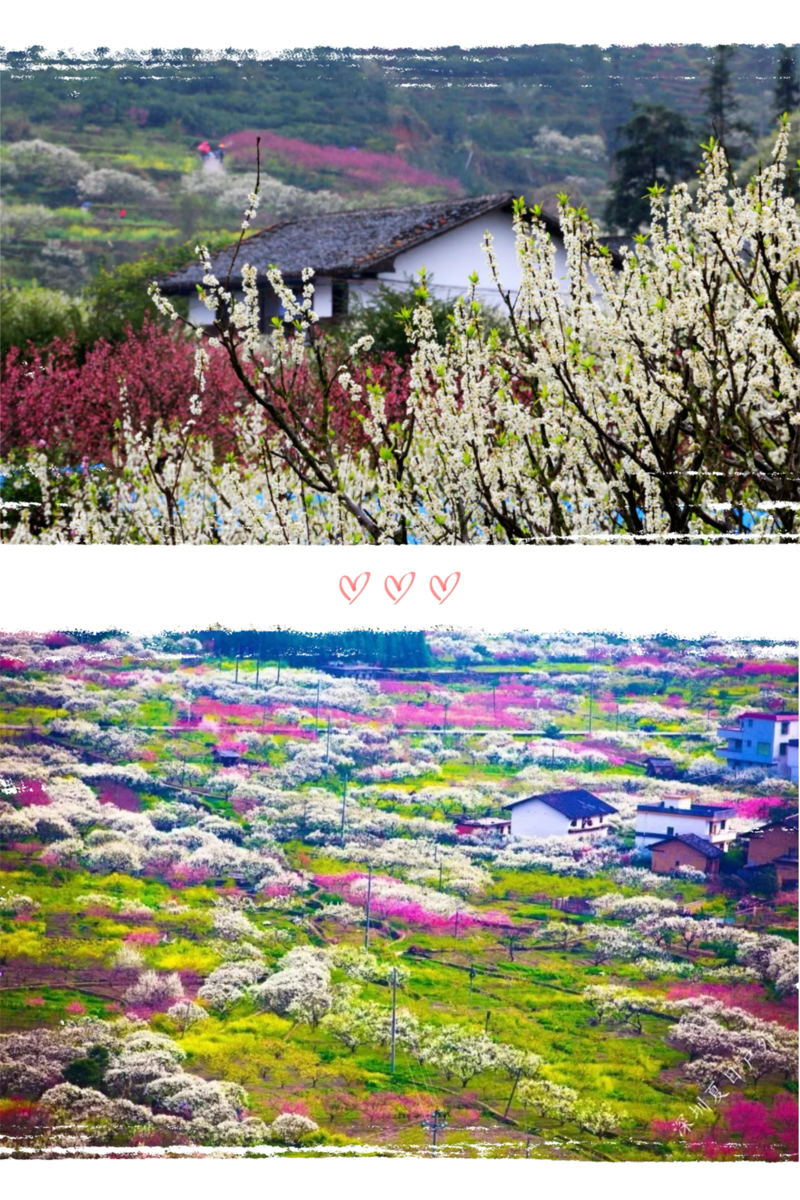 春意如丝，这里的桃花梨花油菜花，开满山间溪边和屋前