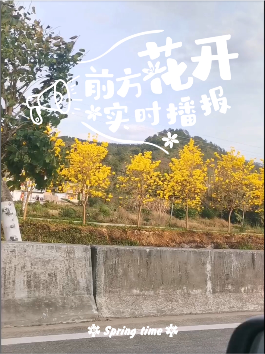 梅州五华县的黄花风铃木，伴我一路！