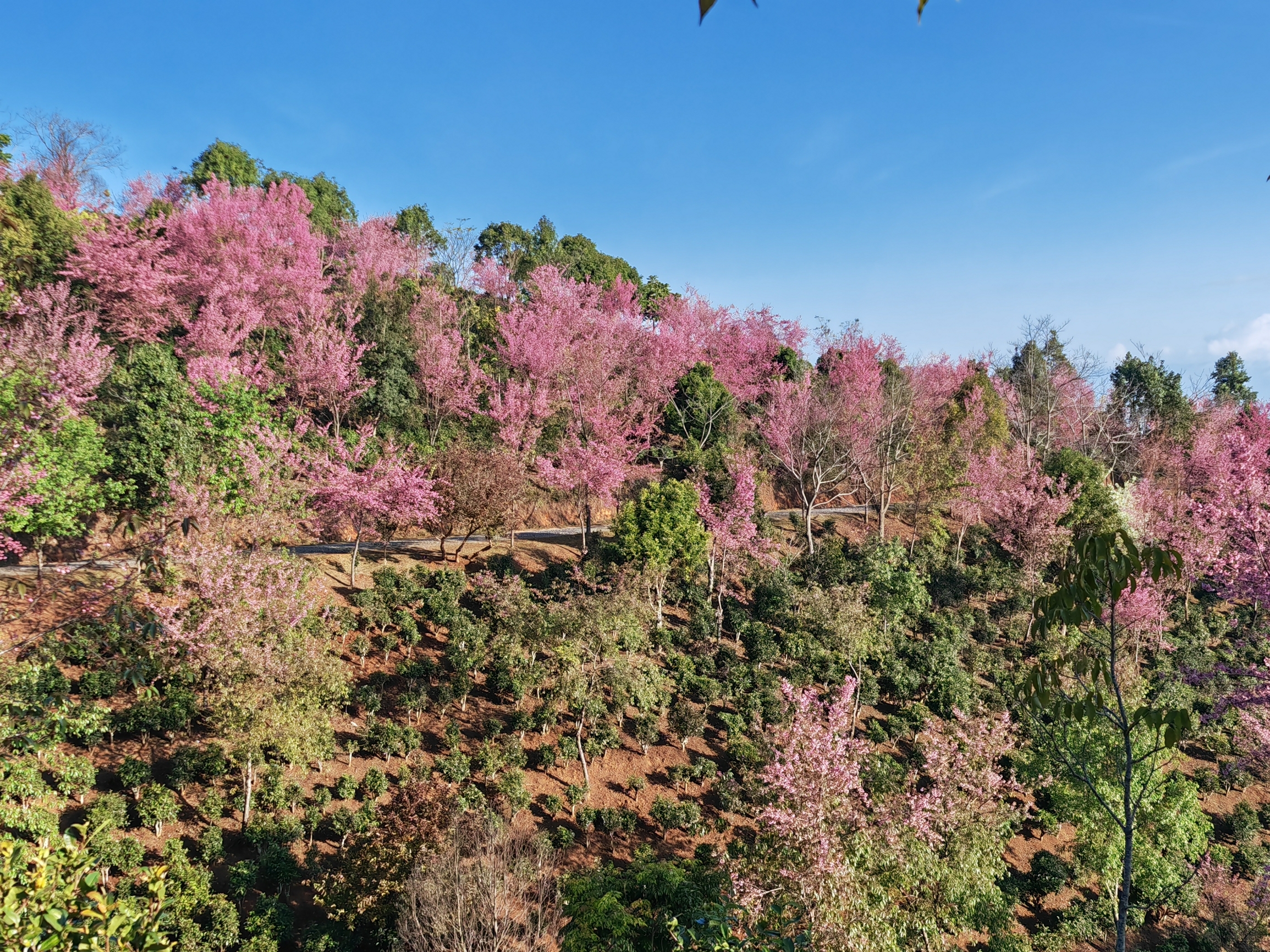 阿佤山探秘18：景迈山冬樱盛开