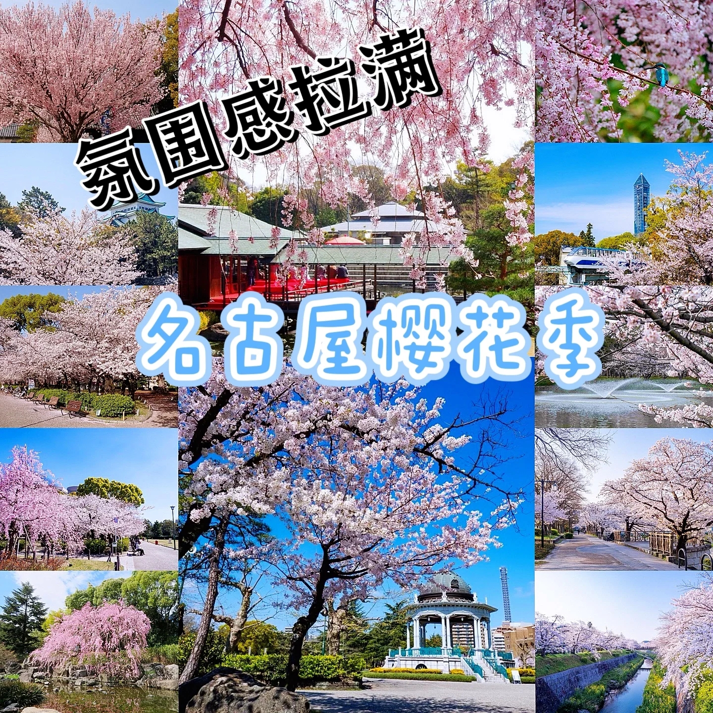🇯🇵日本·名古屋樱花树