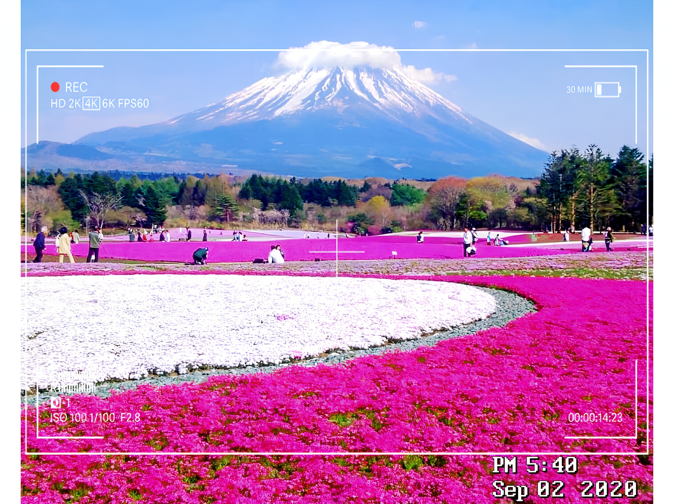 体验一下水的清凉。最重要的是，不要错过这个美丽的芝樱花！  每年的芝樱花季，富士山周围的田野都会变成