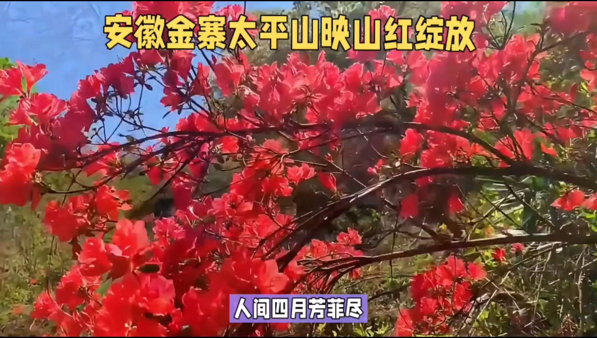 安徽金寨太平山：映山红热烈绽放，春天最美的画卷