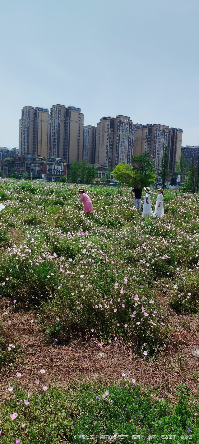 成都百仁城市文化公园花开景美