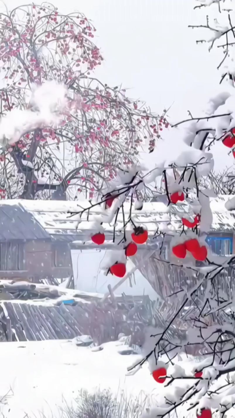 春节就去哈尔滨雪乡看最美的雪景吧