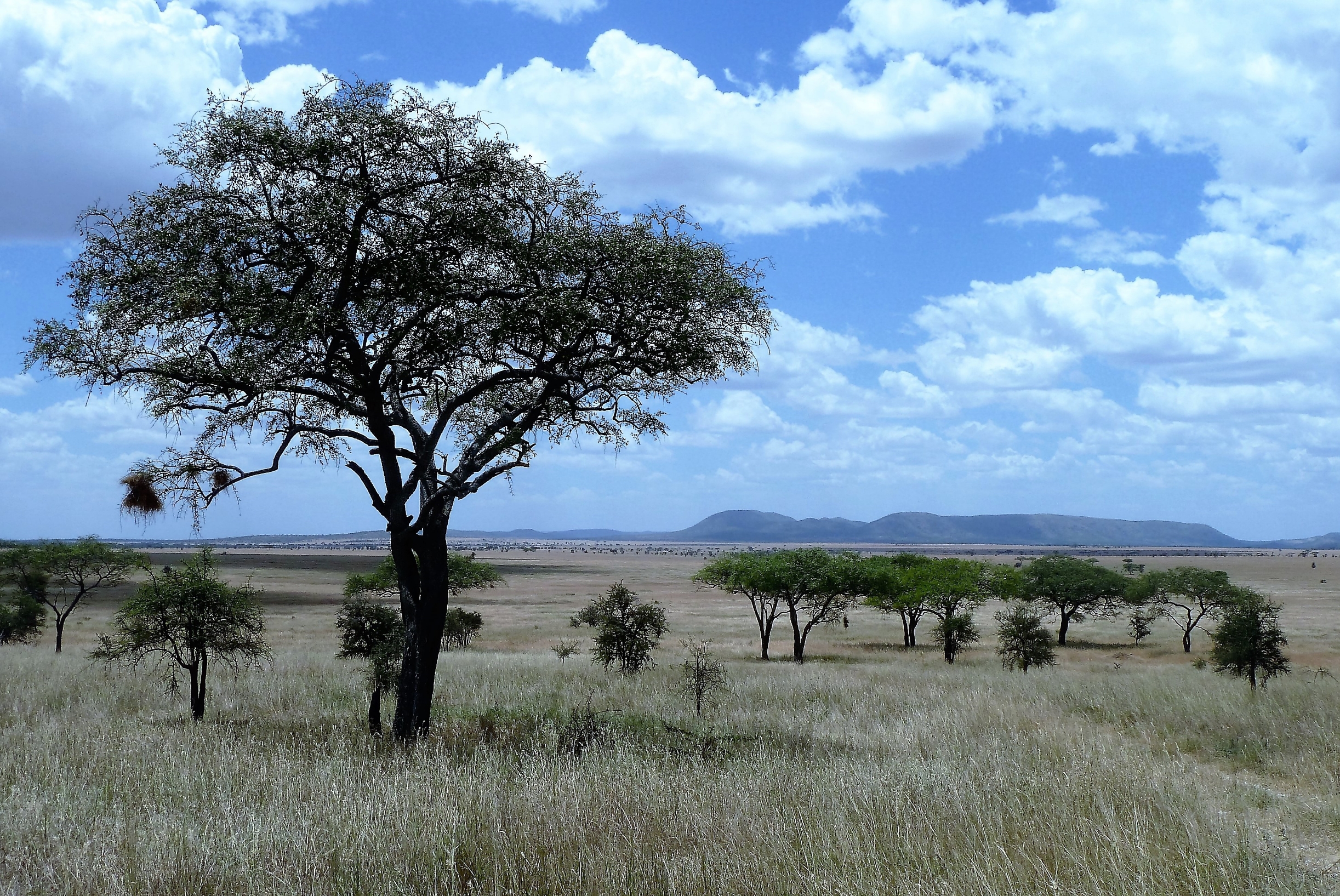 坦桑尼亚旅游攻略：必去景点与最佳时间