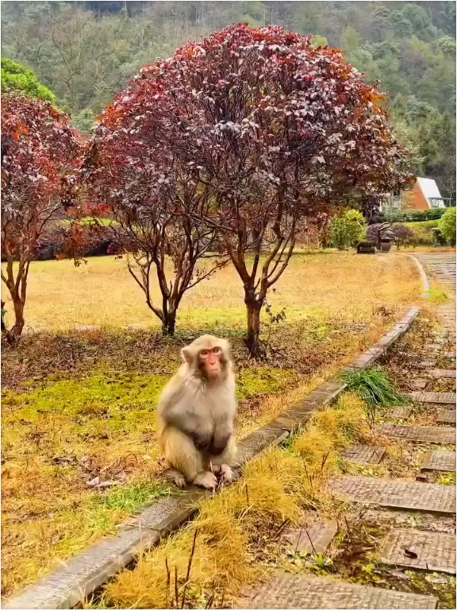 张家界美景一角！喜欢看猴子的可以去看看