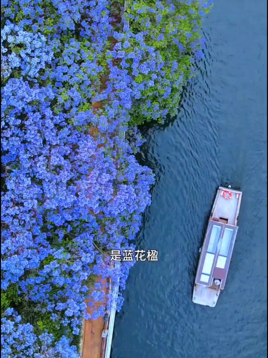 春城昆明一年四季花开不败，蓝花楹是我特别推荐给你的！