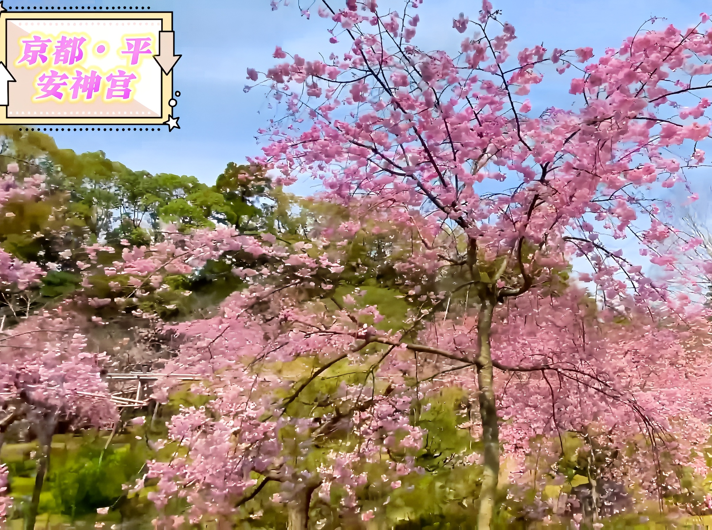 平安神宫：春日樱花绚烂盛宴 🌸🎉