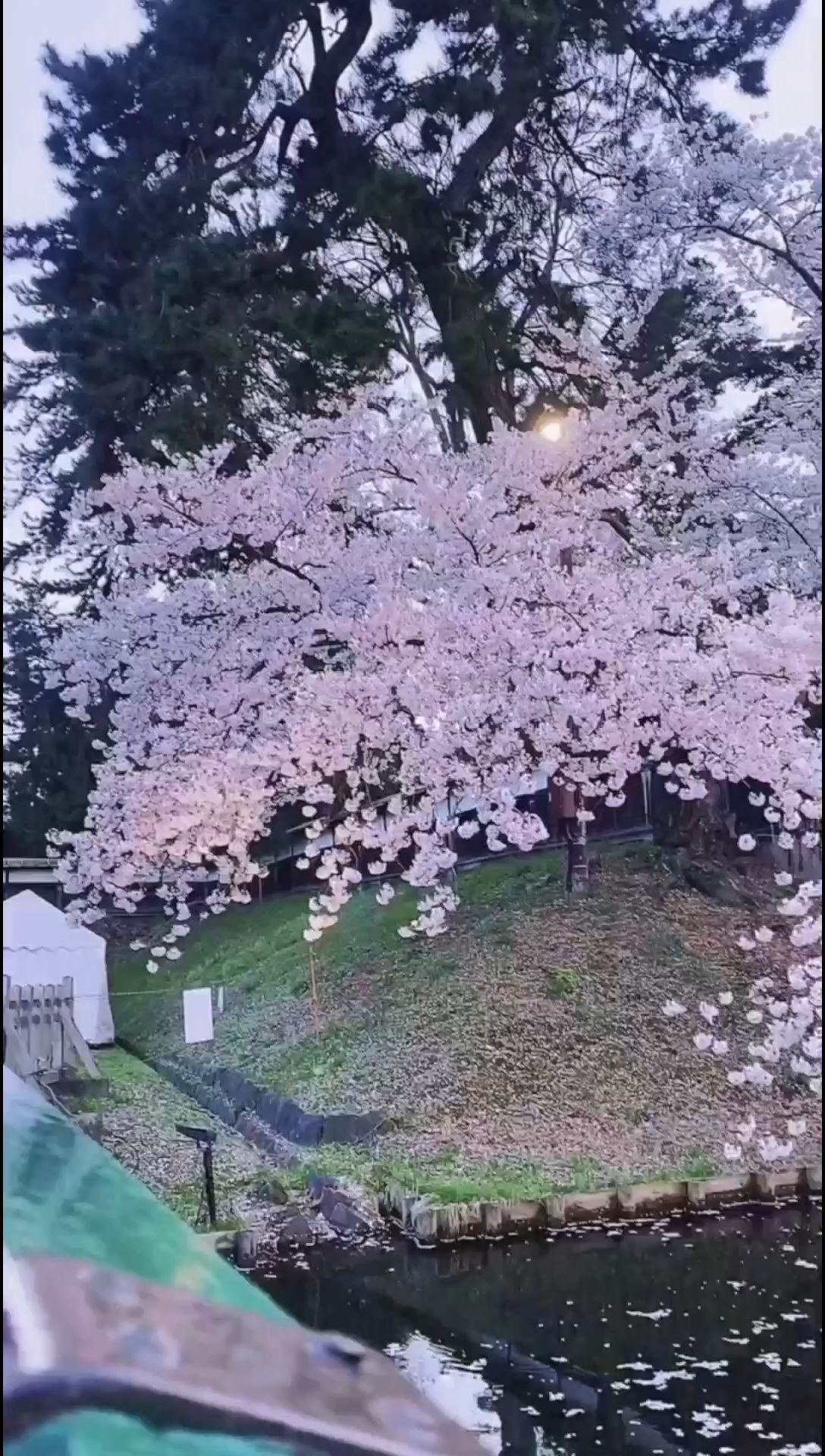 去日本赏樱太过平常。但是您如果看过弘前城的樱花，那非常稀奇