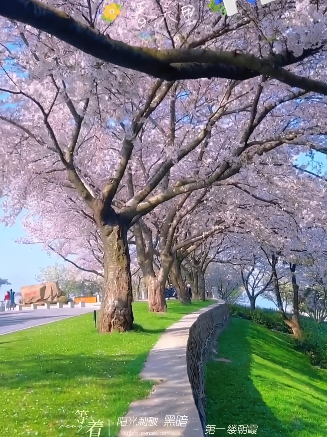 春天樱花盛开的季节，也会凋零🥀。再美也是过客？