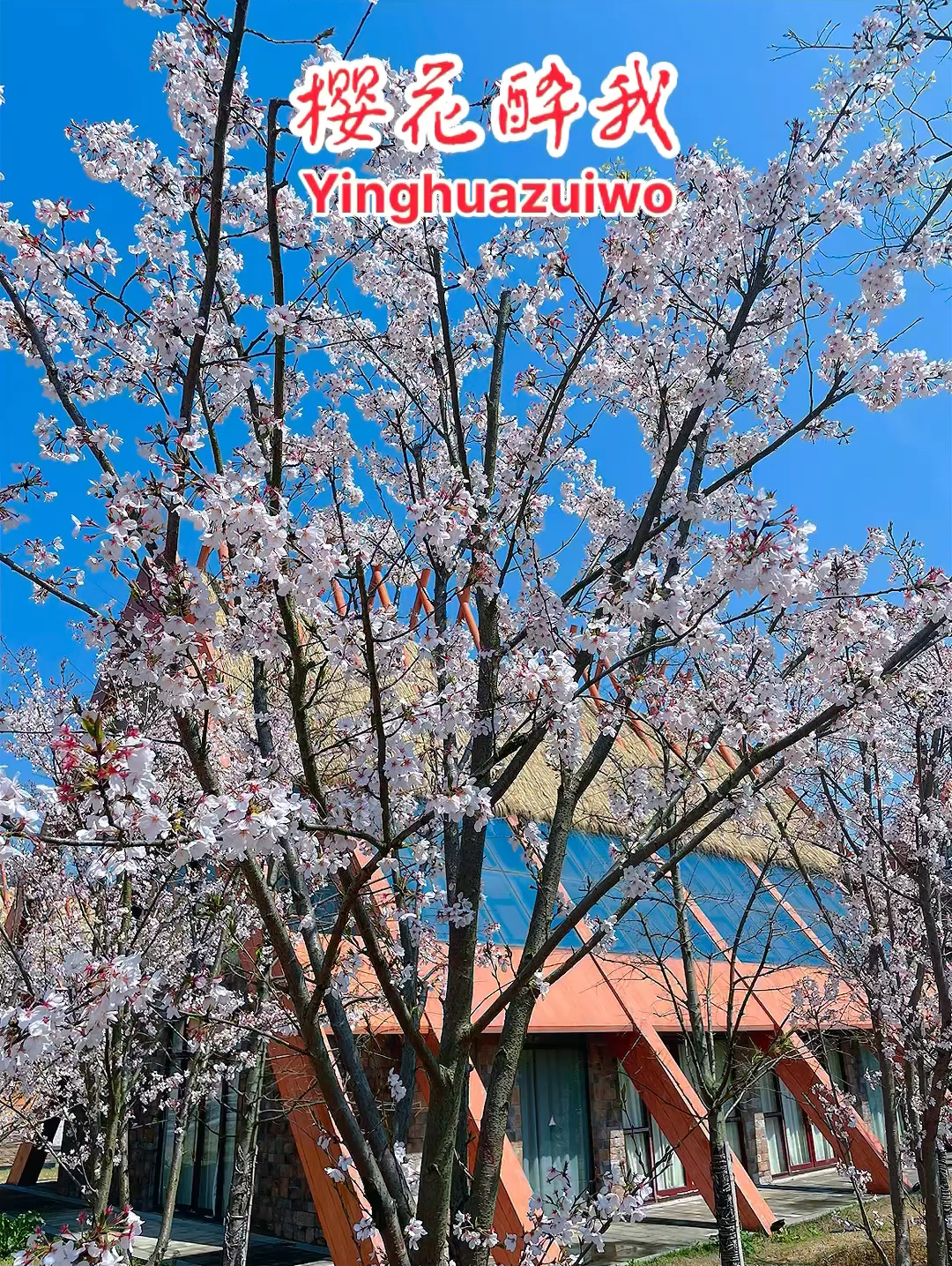 靖安县寨下山公园樱花盛开。