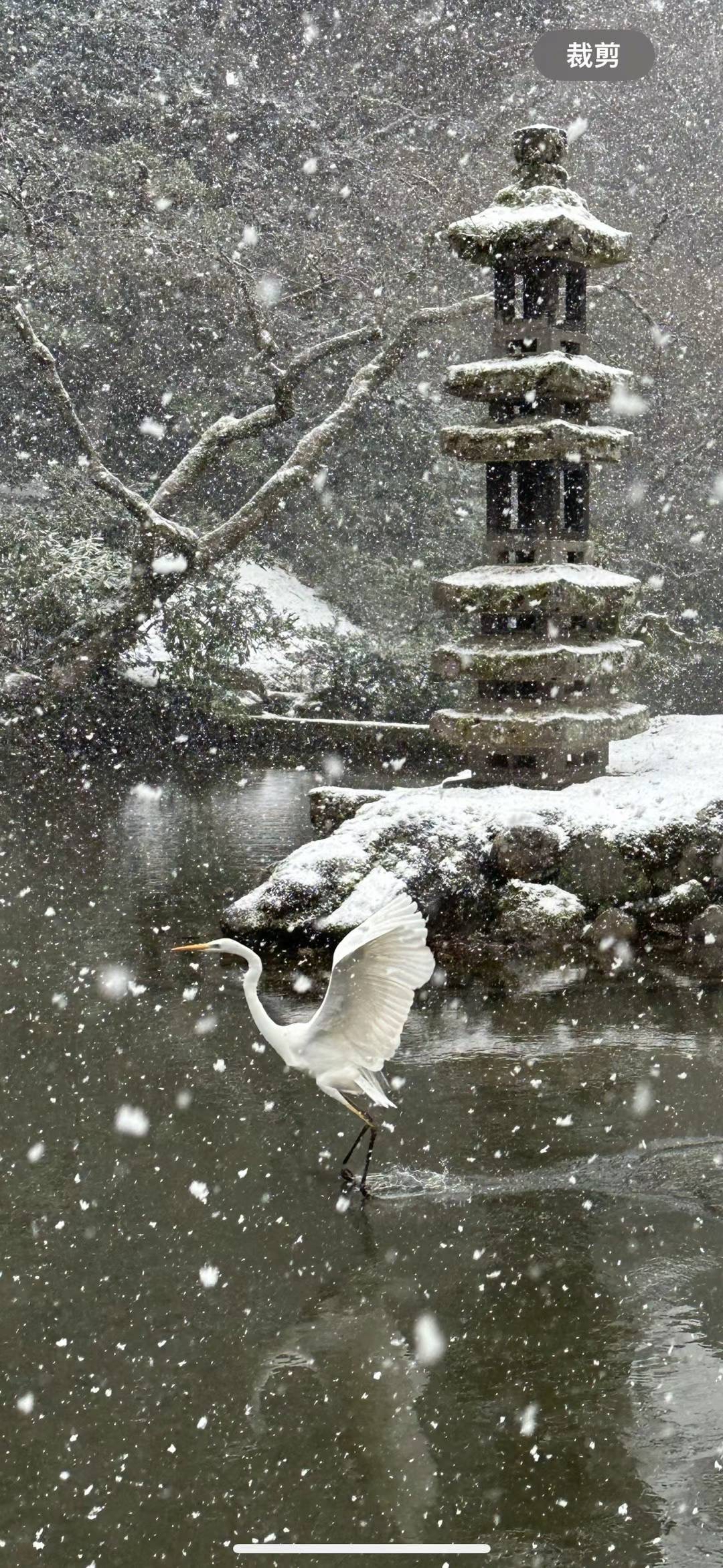 👍最推荐： #金澤兼六園【日本三大名園】 “北国风光，千里冰封，万里雪飘”风景如画。什么时候再能见到