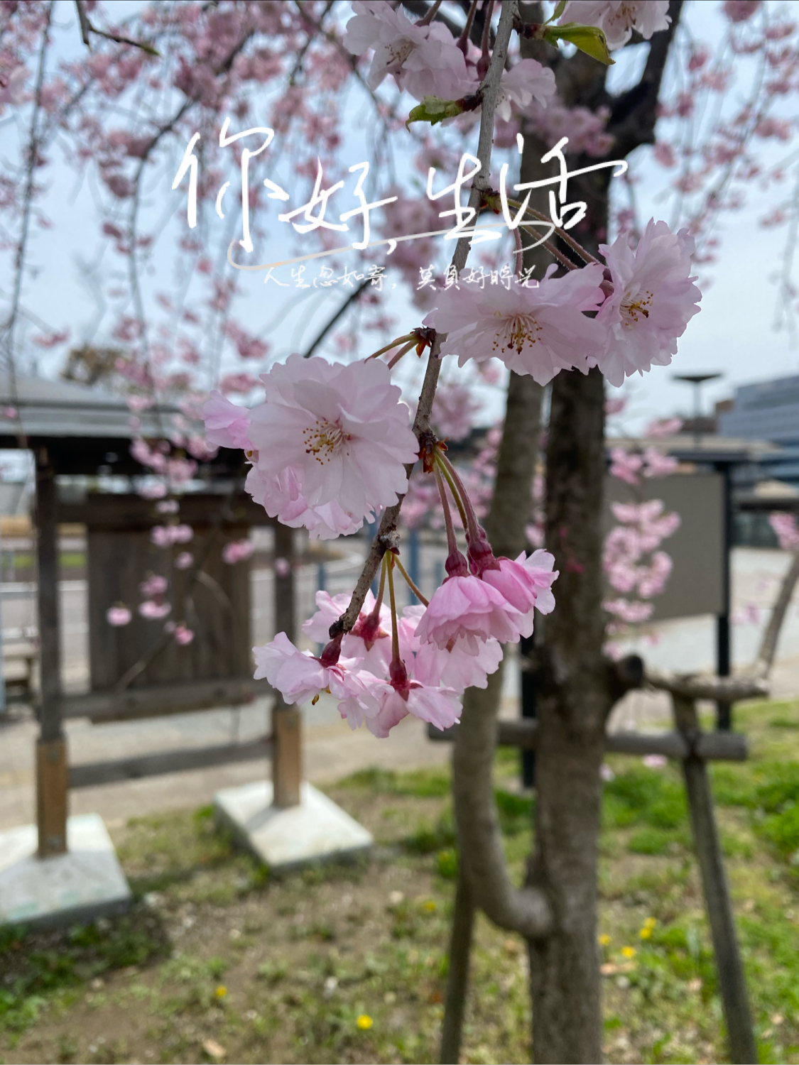 🌟亮点特色： 日本美浓加茂市，随处可见樱花🌸盛开，浓浓的乡村气息。喜欢。