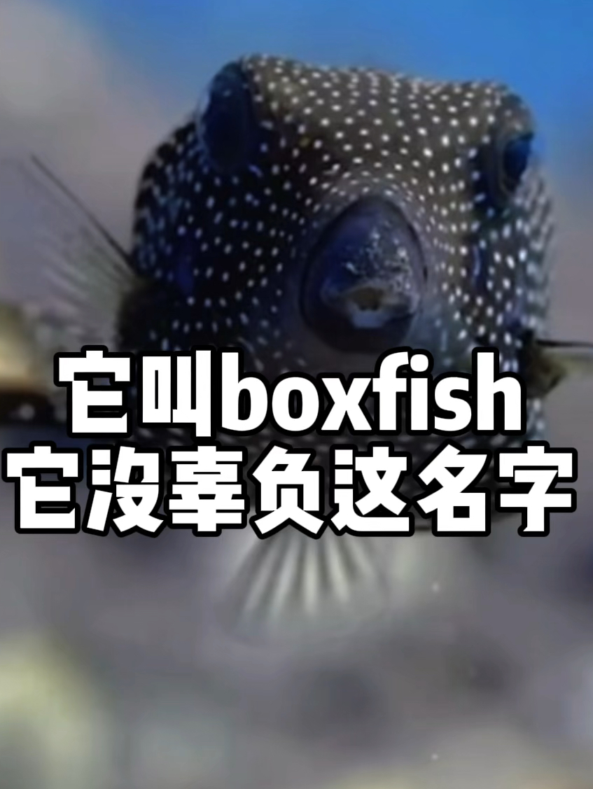 这鱼叫boxfish箱魨，它没有辜负这个名字！