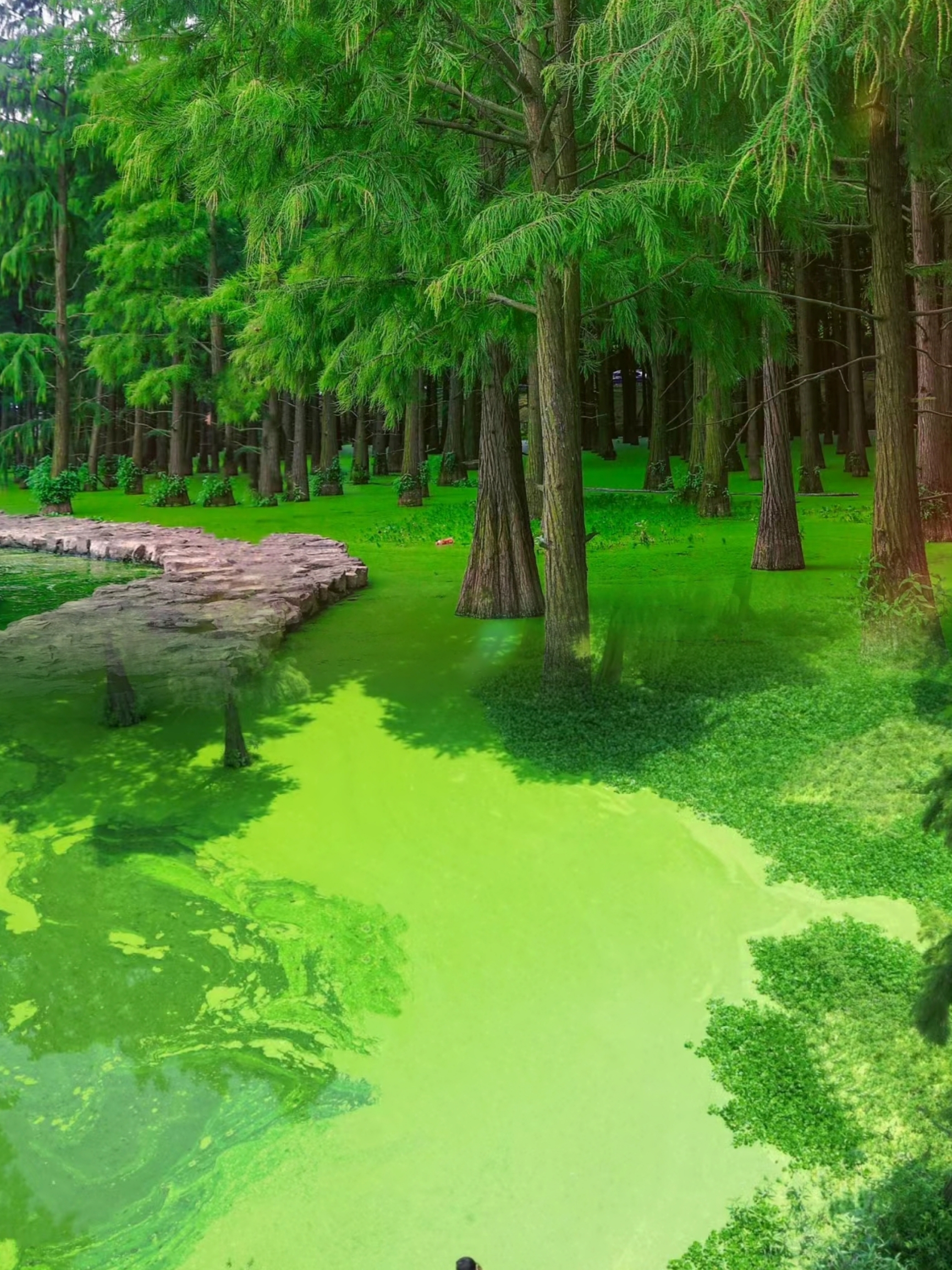 现实版绿野仙踪水上森林！就在武汉！太治愈了！