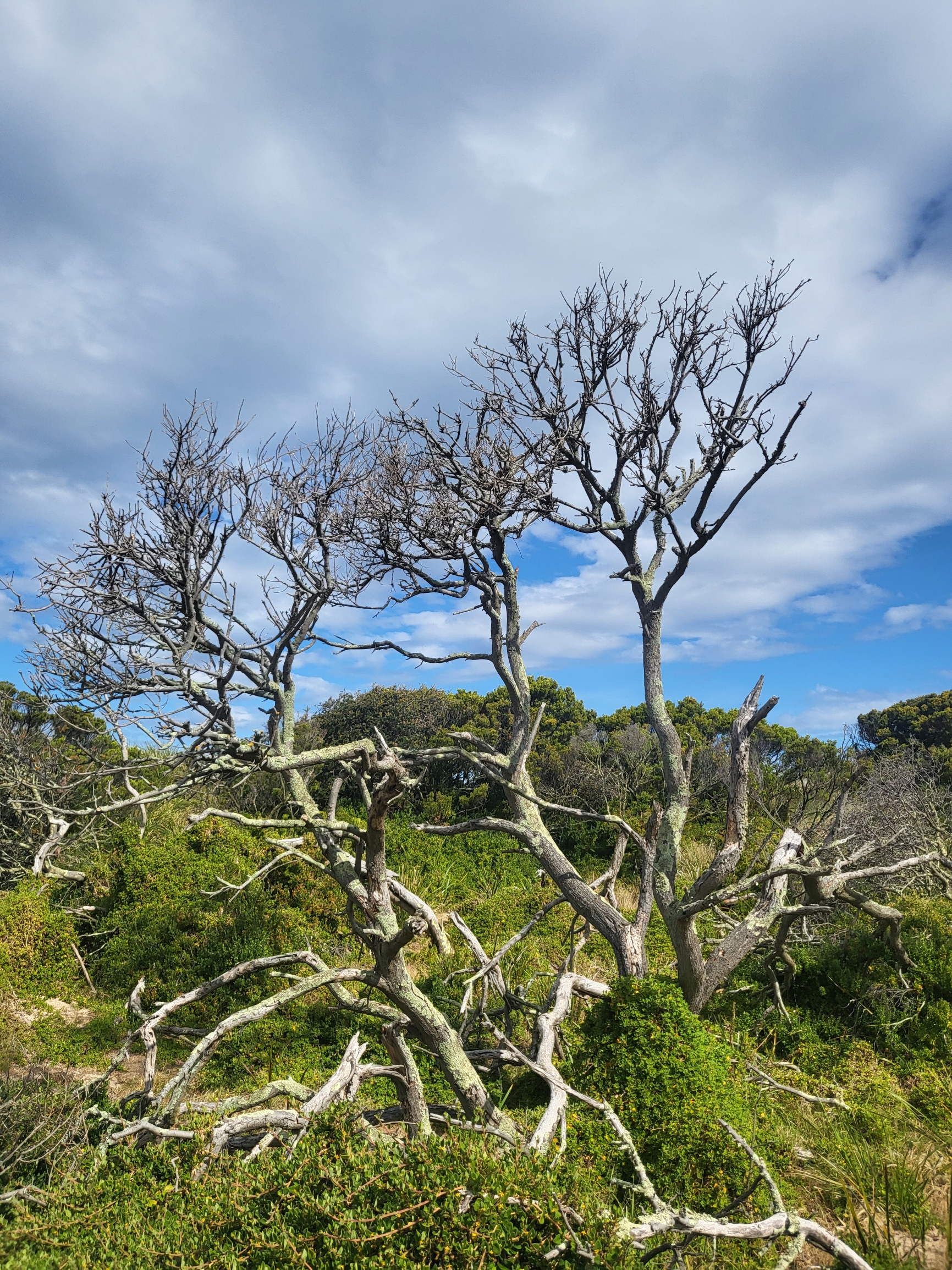 海边的枯木Truganini - The Neck Game Reserve Lookout